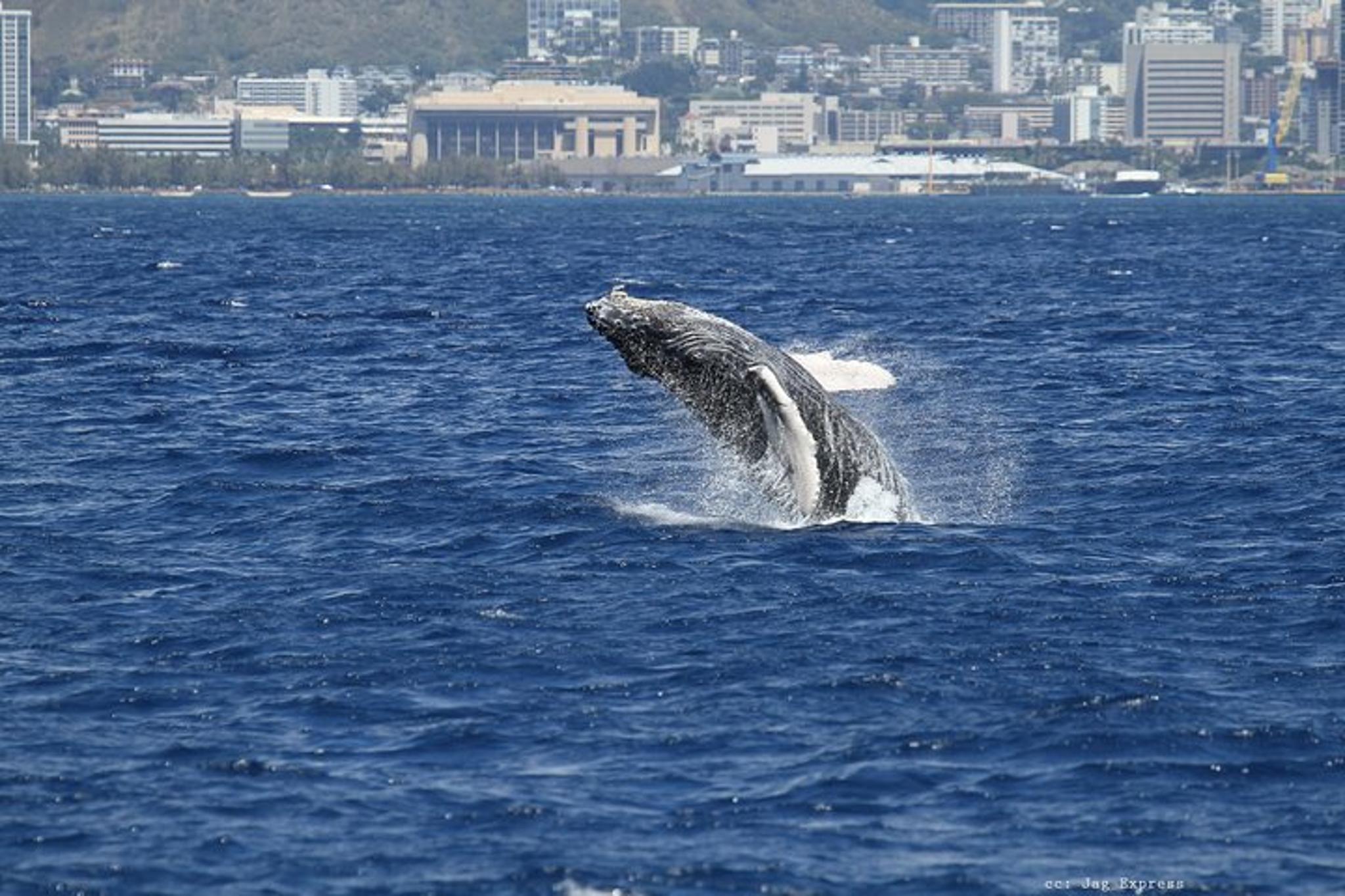 Honolulu Whale Watching Cruise - Image 6