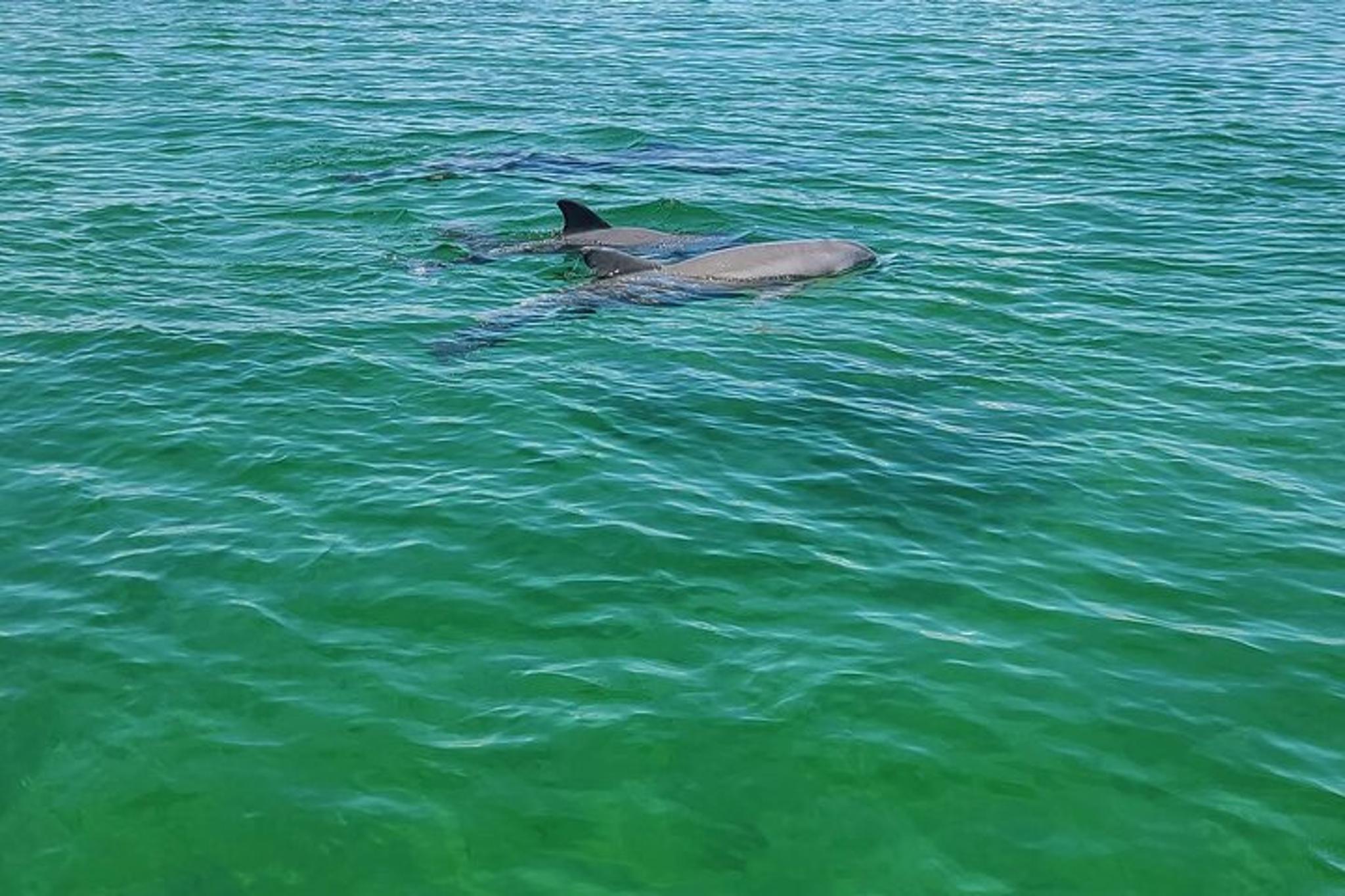Orange Beach Dolphin Sightseeing Excursion 1 hr - Image 2