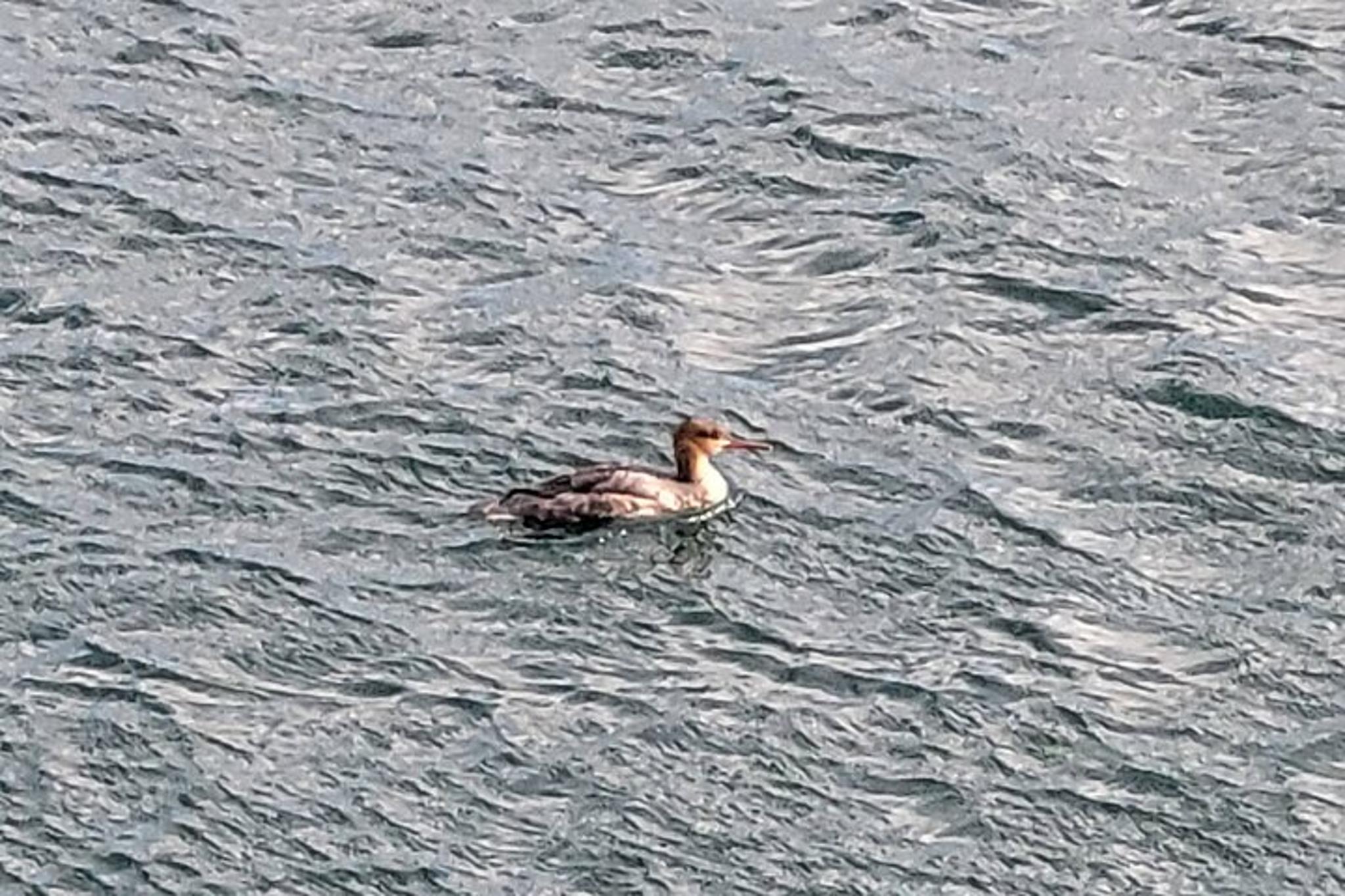 Monterey Bay Bird Watching Tour - Image 6