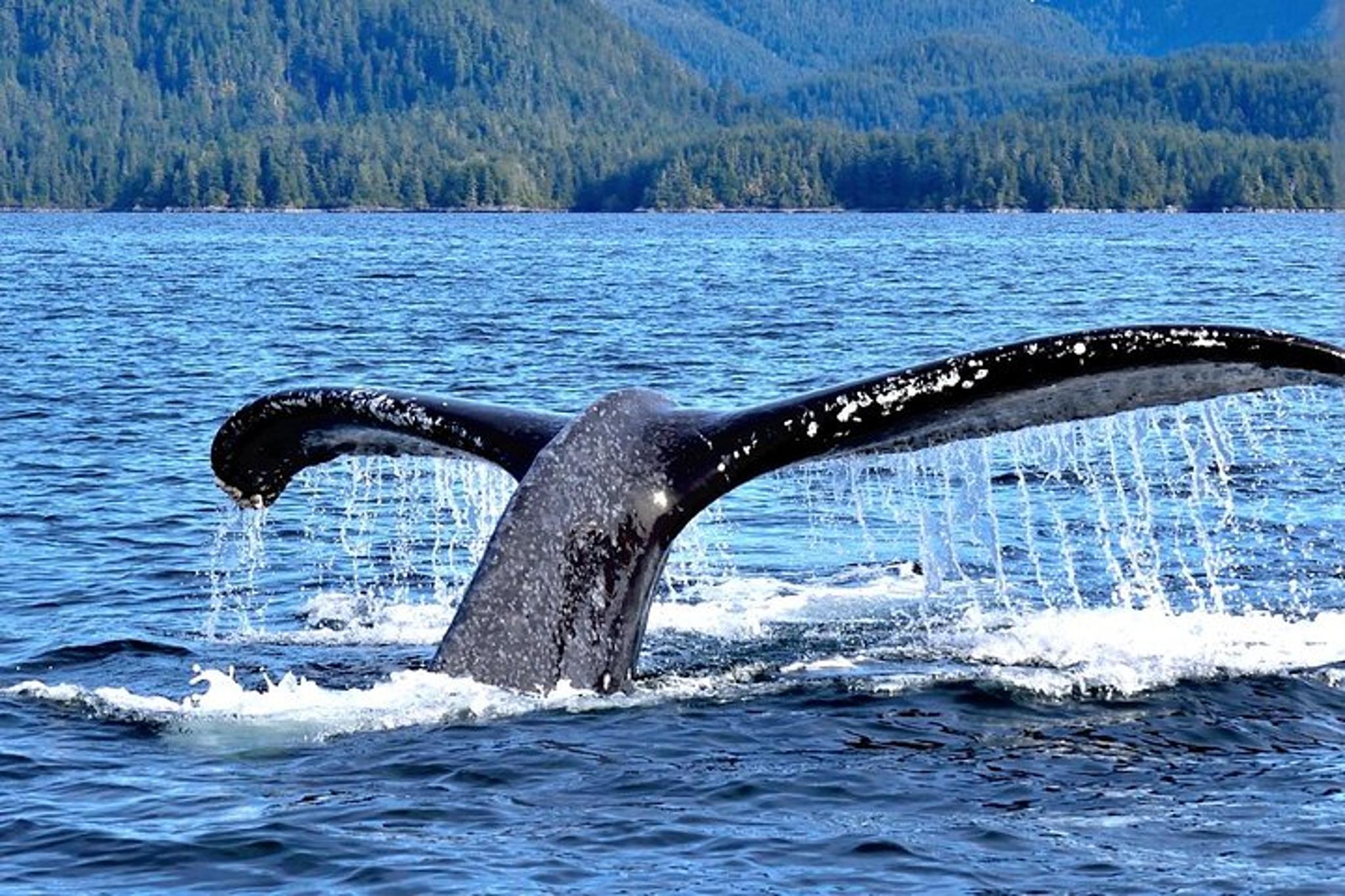 Sitka Whale Watching and Marine Wildlife Tour - Image 5