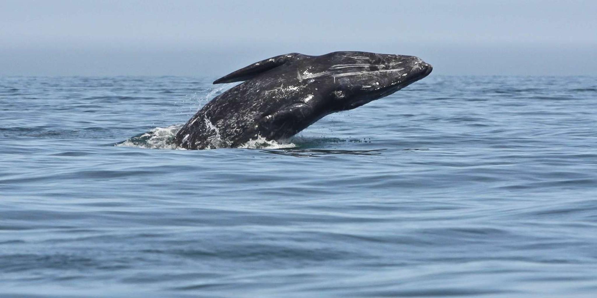 San Diego Whale Watching Tour - Image 5