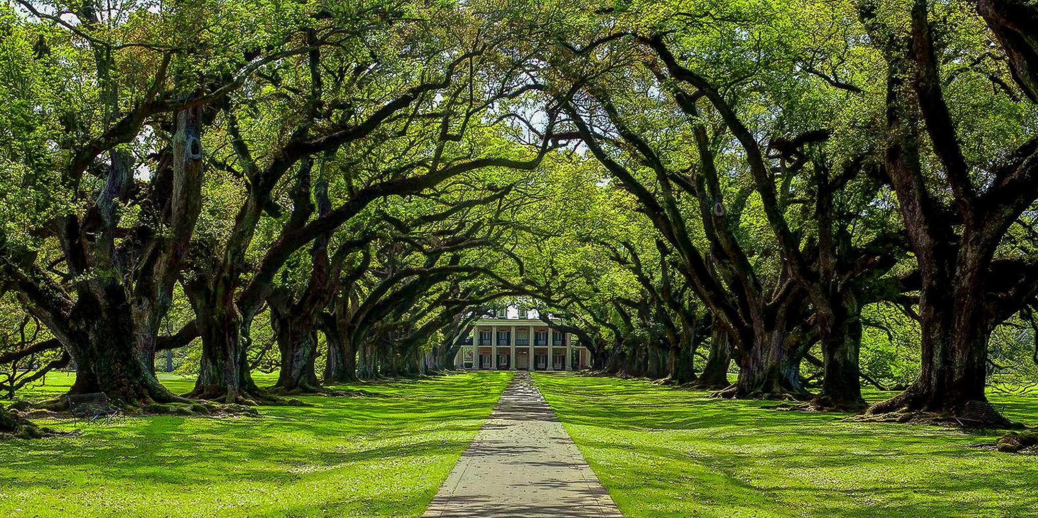 New Orleans Bayou Swamp and Oak Alley Plantation Tour - Image 5
