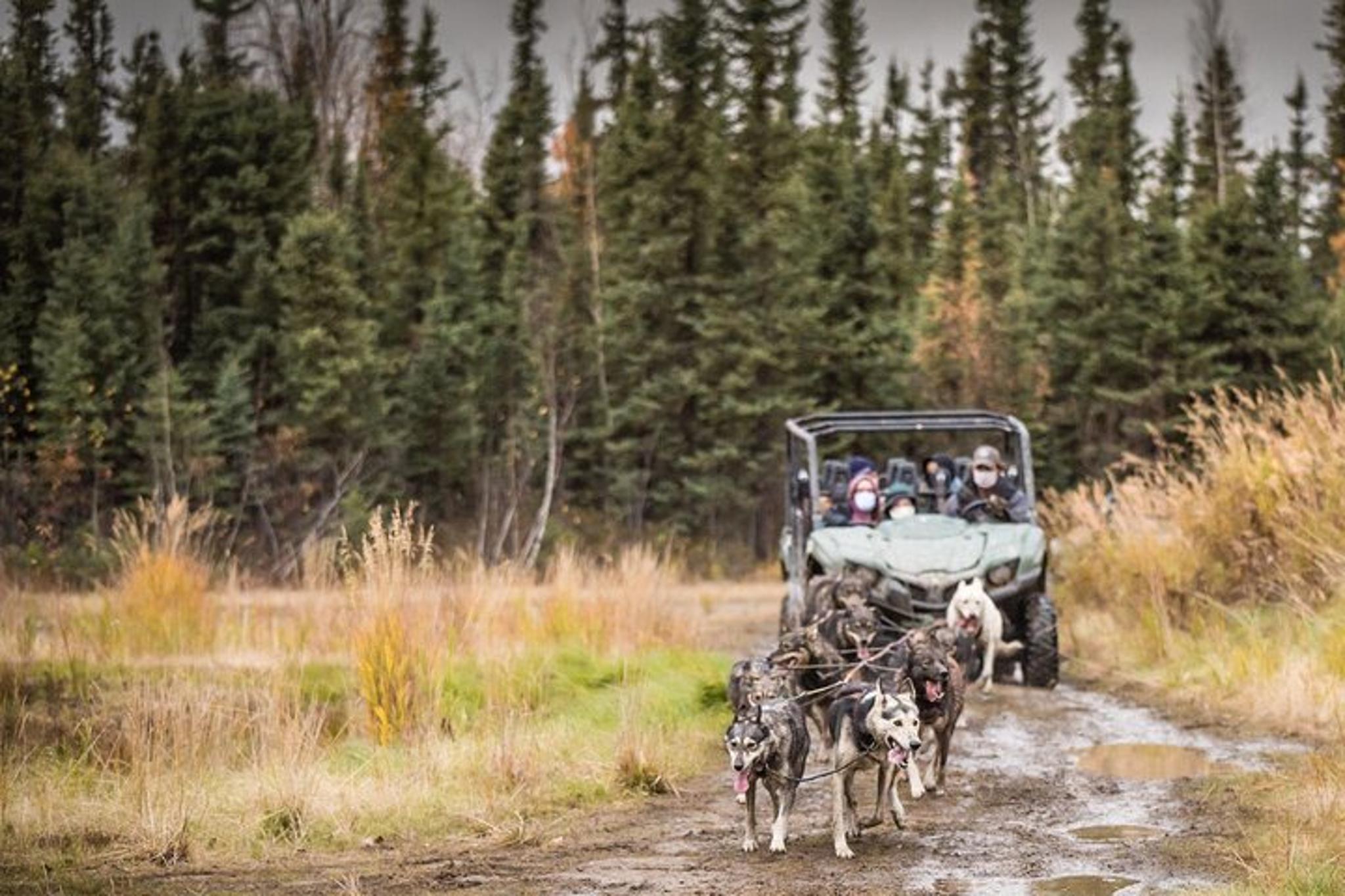 Fairbanks Fall Foliage Mushing Cart Ride - Image 4
