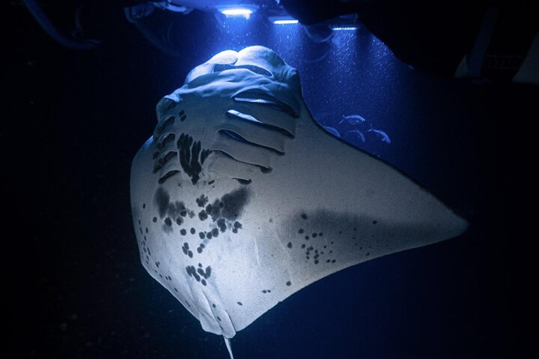 Kona Night Manta Snorkel Tour - Image 1