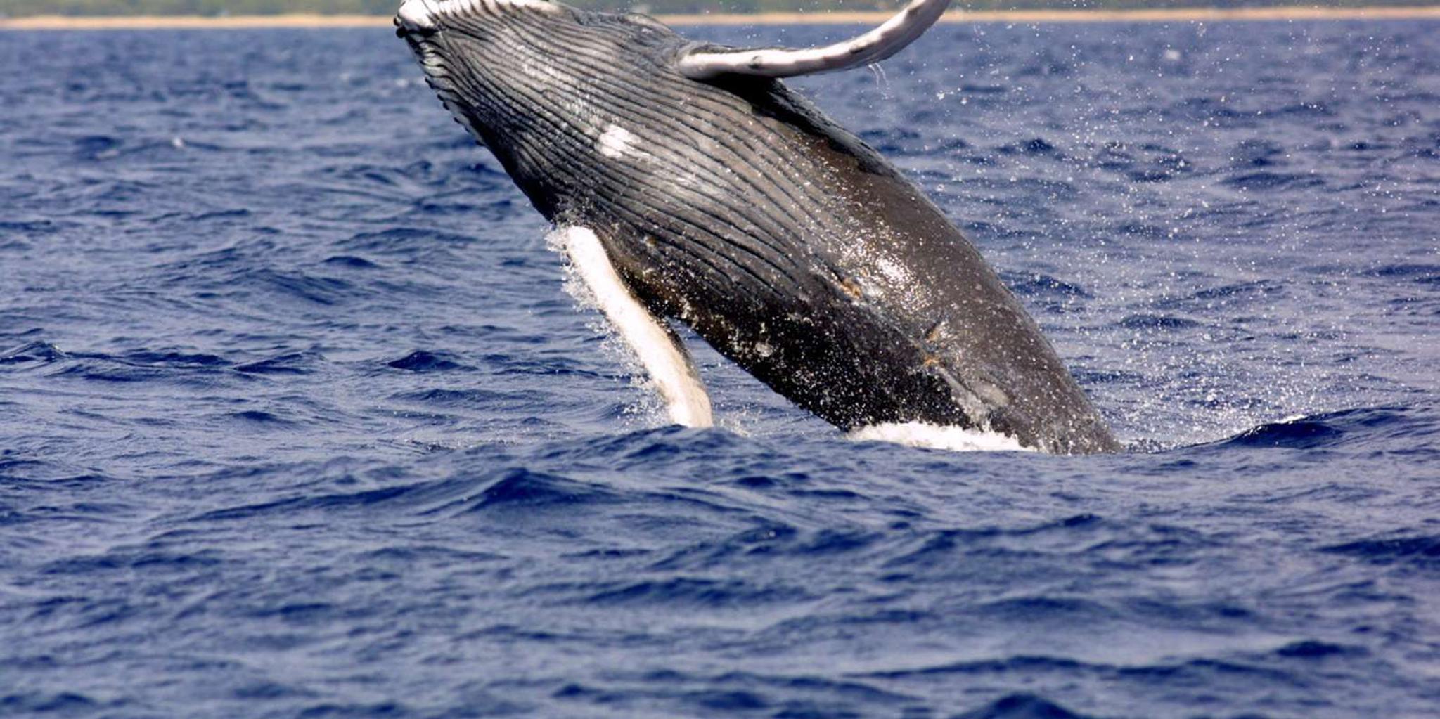 Hilo Humpback Whale-Watching Cruise 90 min