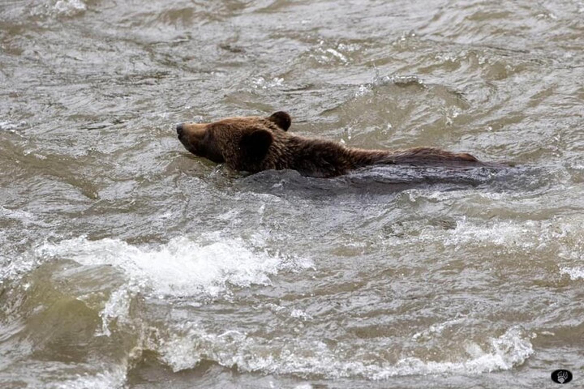 Yellowstone Volcano Lower Loop Tour from West Yellowstone - Image 6