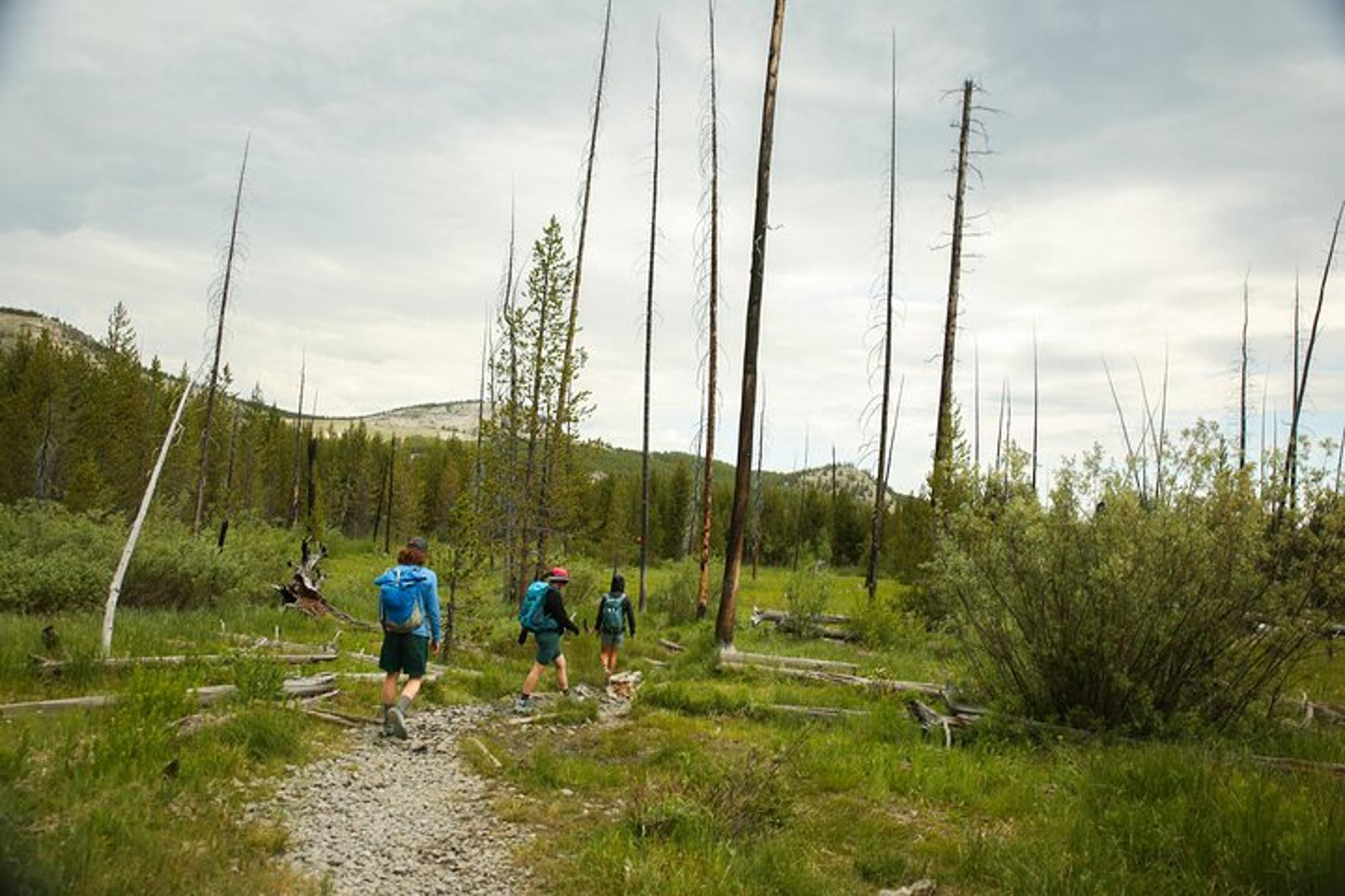 Jackson Yellowstone Private Tour & Hike Full Day - Image 6