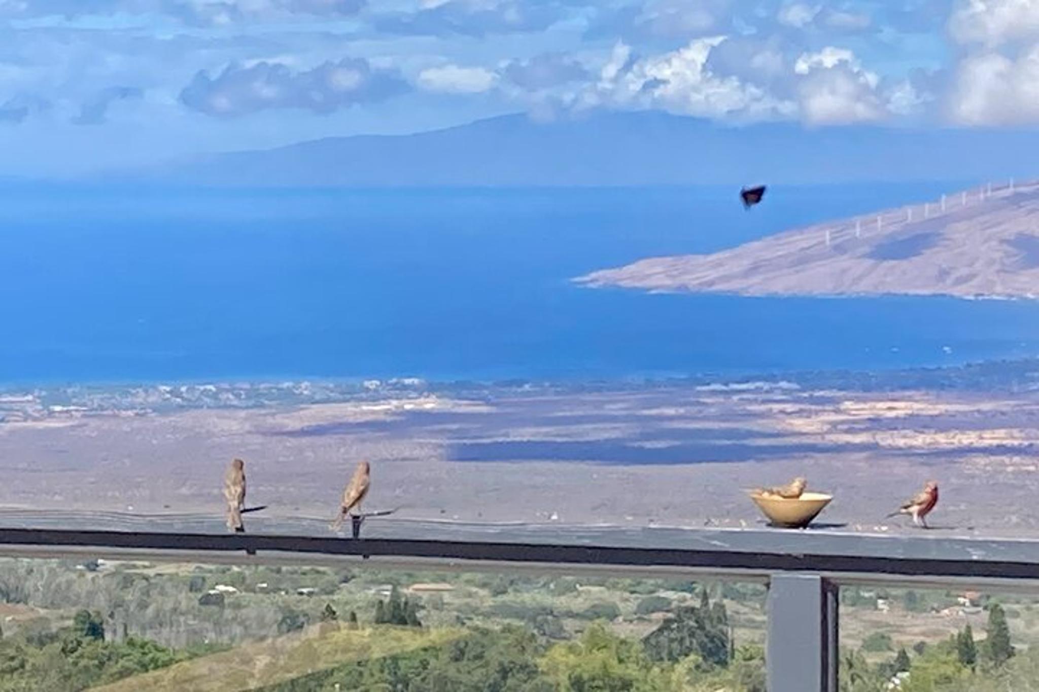 Maui Birdwatching at Maui Bird House - Image 5