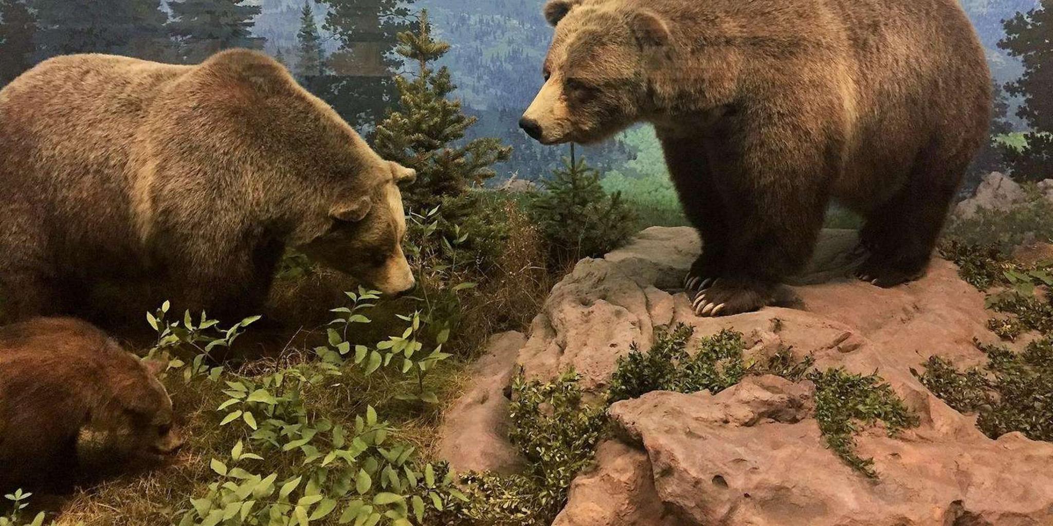 Denver Museum of Nature and Science Digital Tour - Image 2