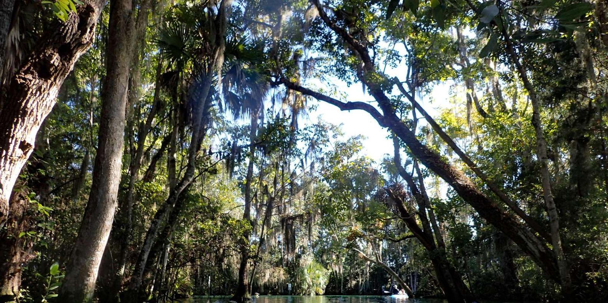 Crystal River Manatee Swim Tour - Image 5