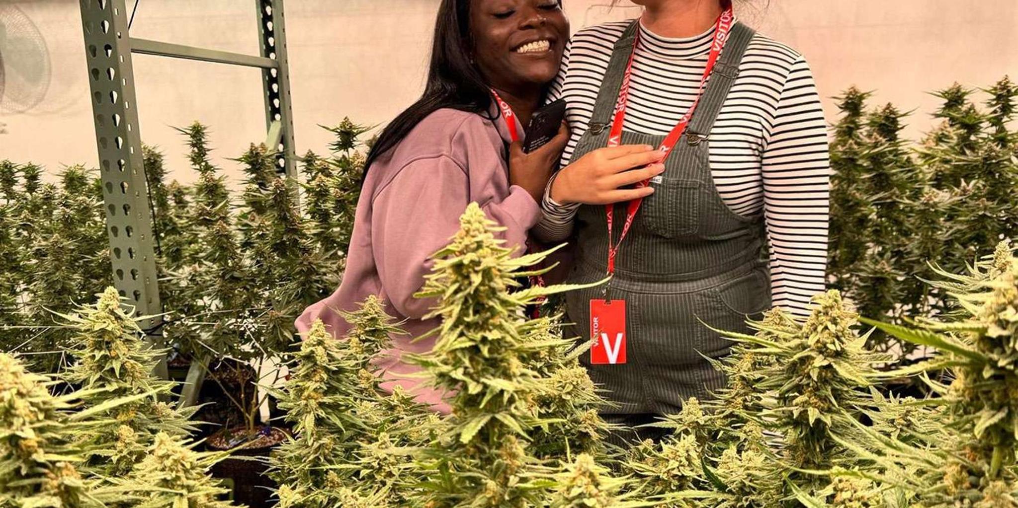 Denver Cannabis Tour with Grow Facility Access - Image 6