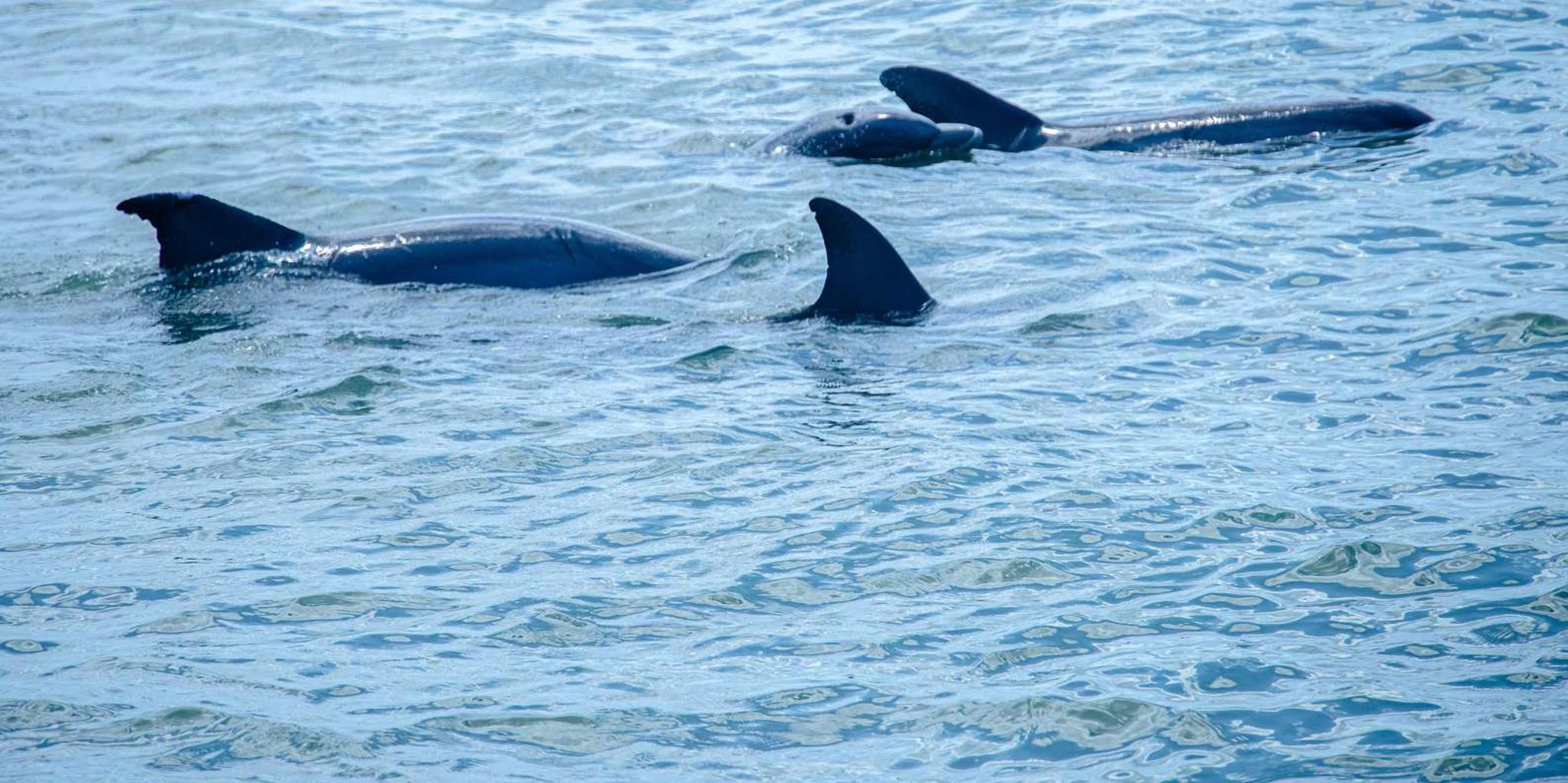 St. Augustine Dolphin and Wildlife Eco Adventure - Image 5