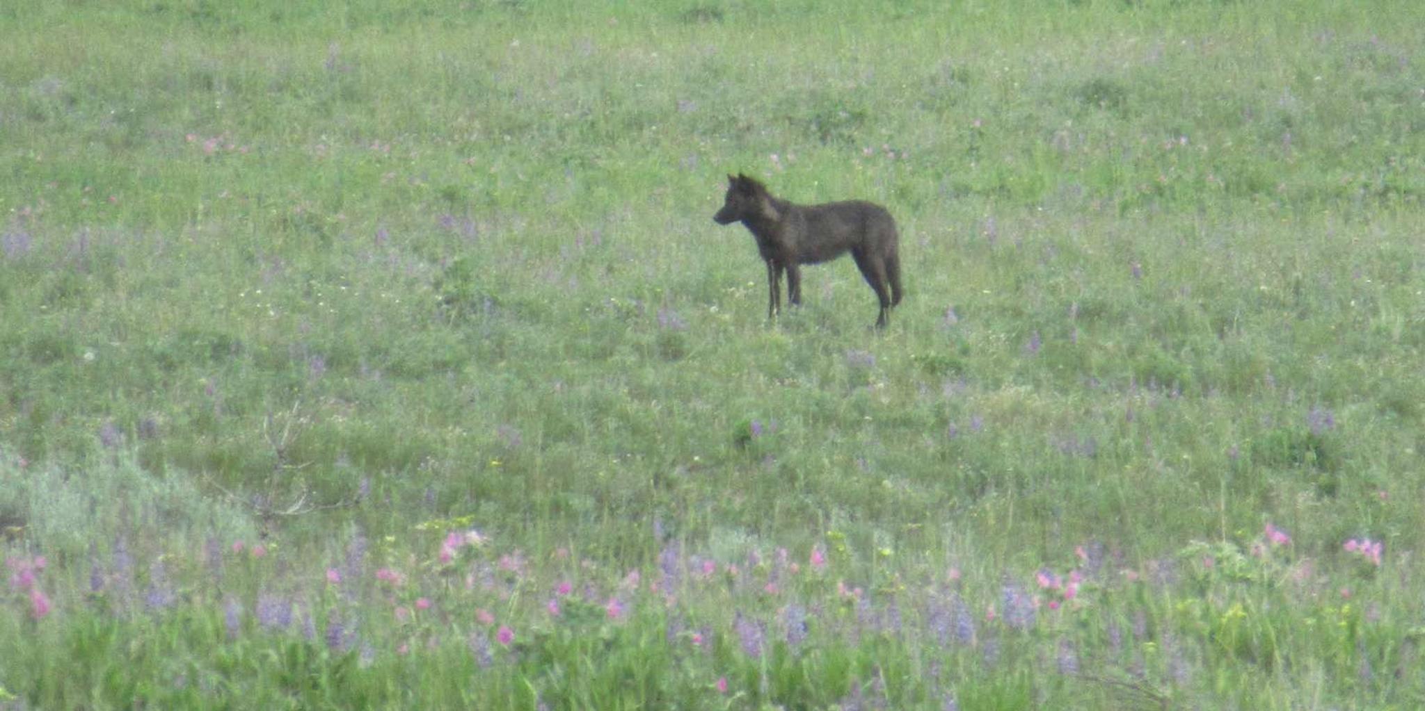 West Yellowstone Wildlife Tour - Image 3
