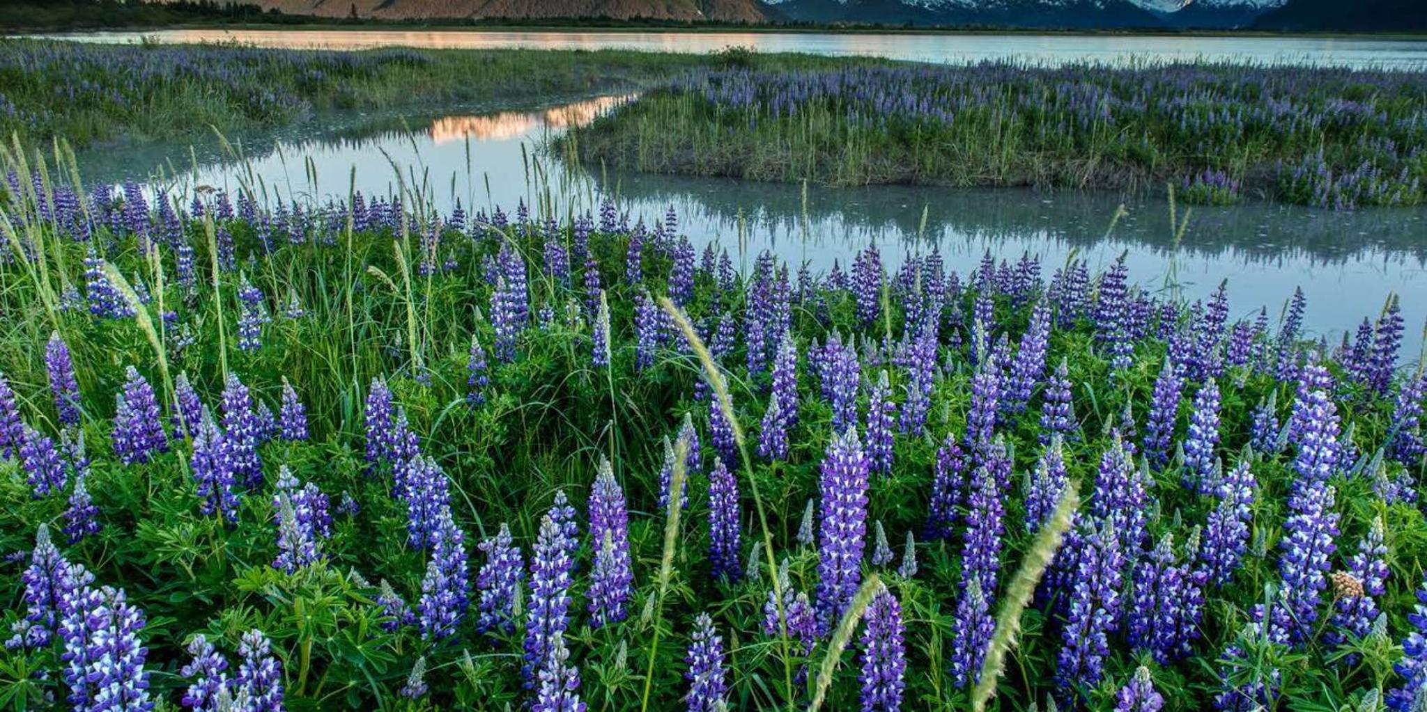 Anchorage Turnagain Arm Photography Tour 6 hr