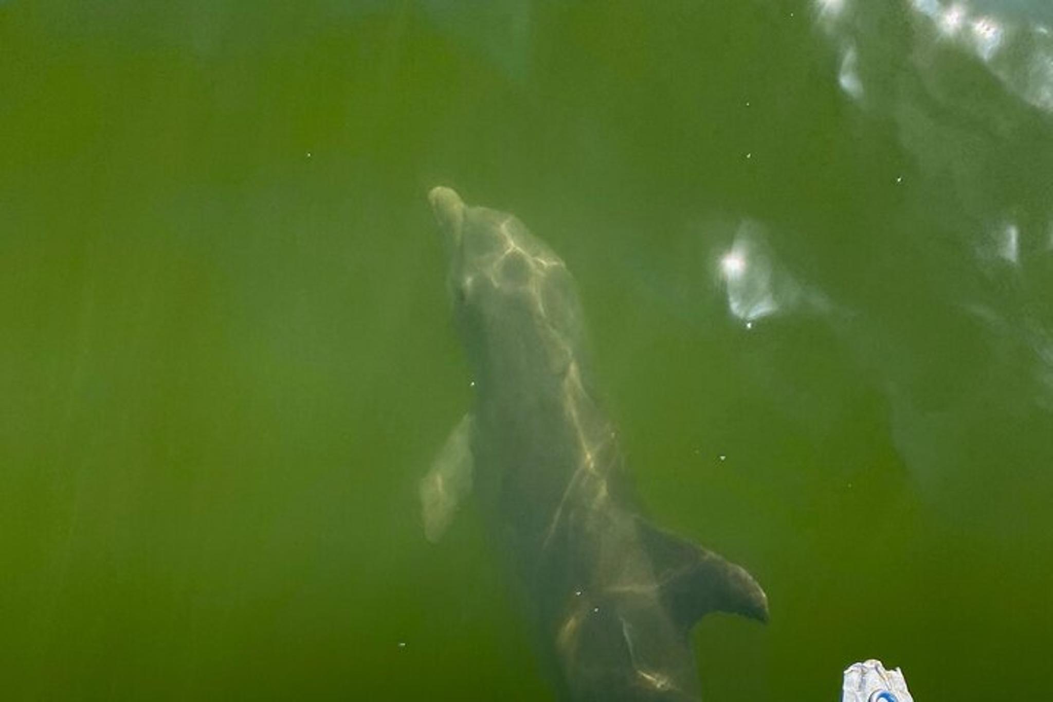 10,000 Islands Dolphin and Manatee Boat Tour - Image 3