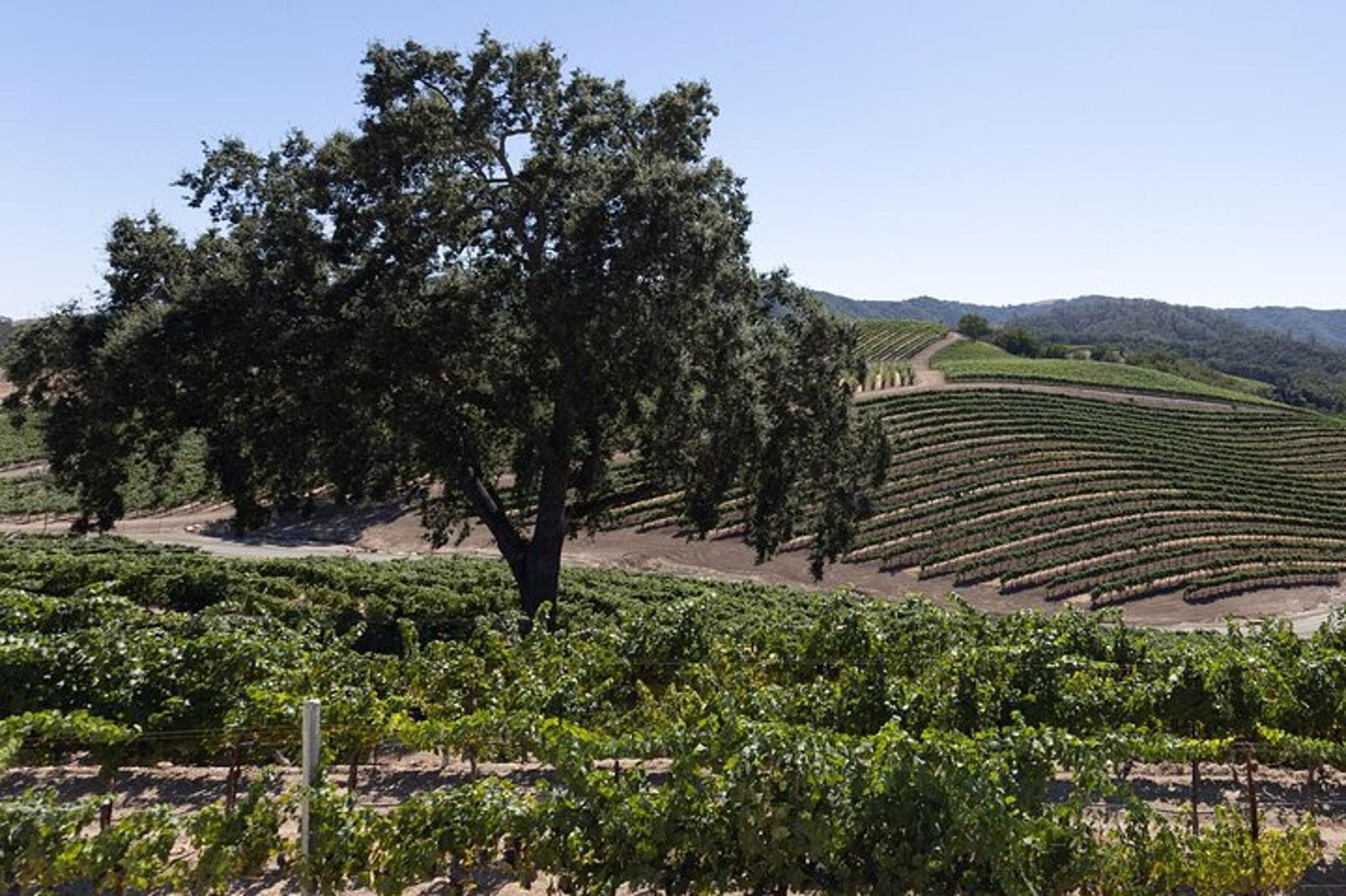 Paso Robles Wine Tour from Paso Robles - Image 5