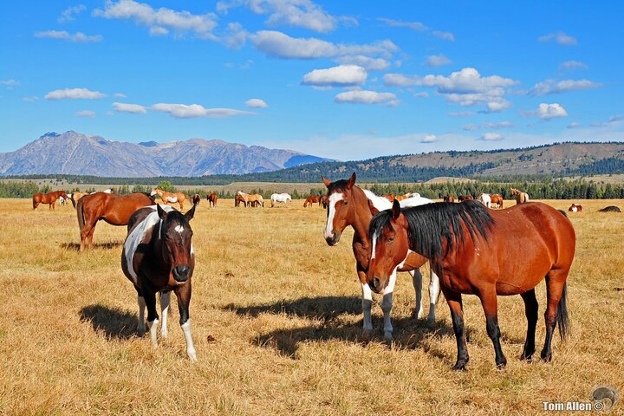 Yellowstone and Grand Teton 5-Day Tour - Image 4