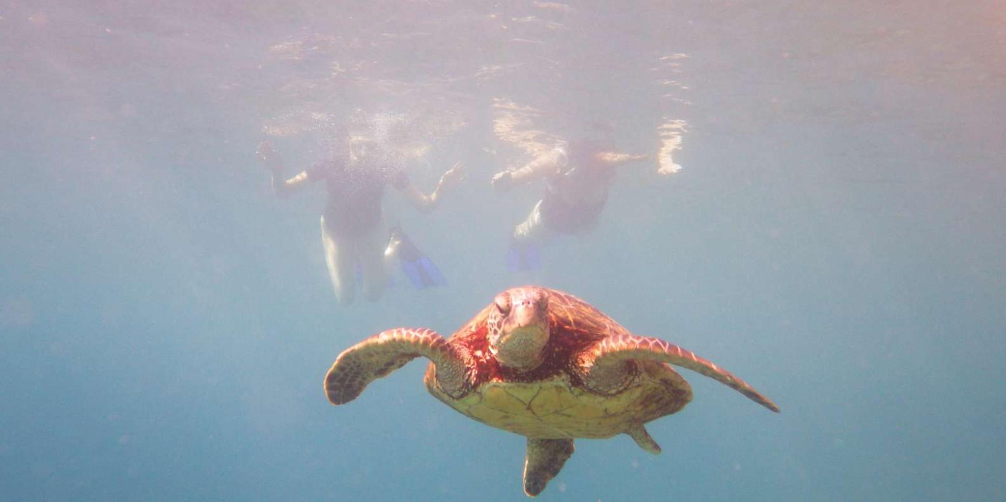 Maui Snorkeling Boat Tour from Ka'anapali - Image 3
