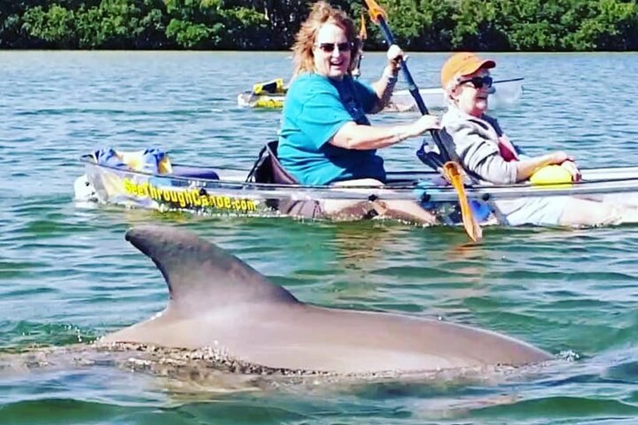 Tampa Manatee and Dolphin Kayak Tour 90 Min - Image 2