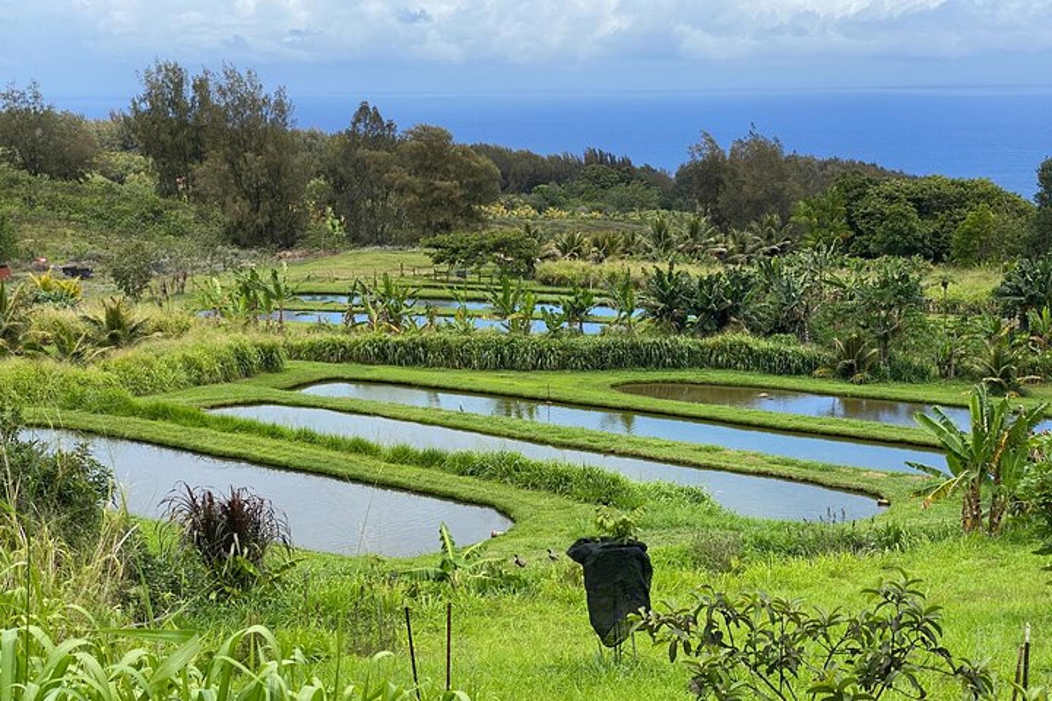 Waipi’o Horseback Tour: Mountain Ocean Views - Image 3