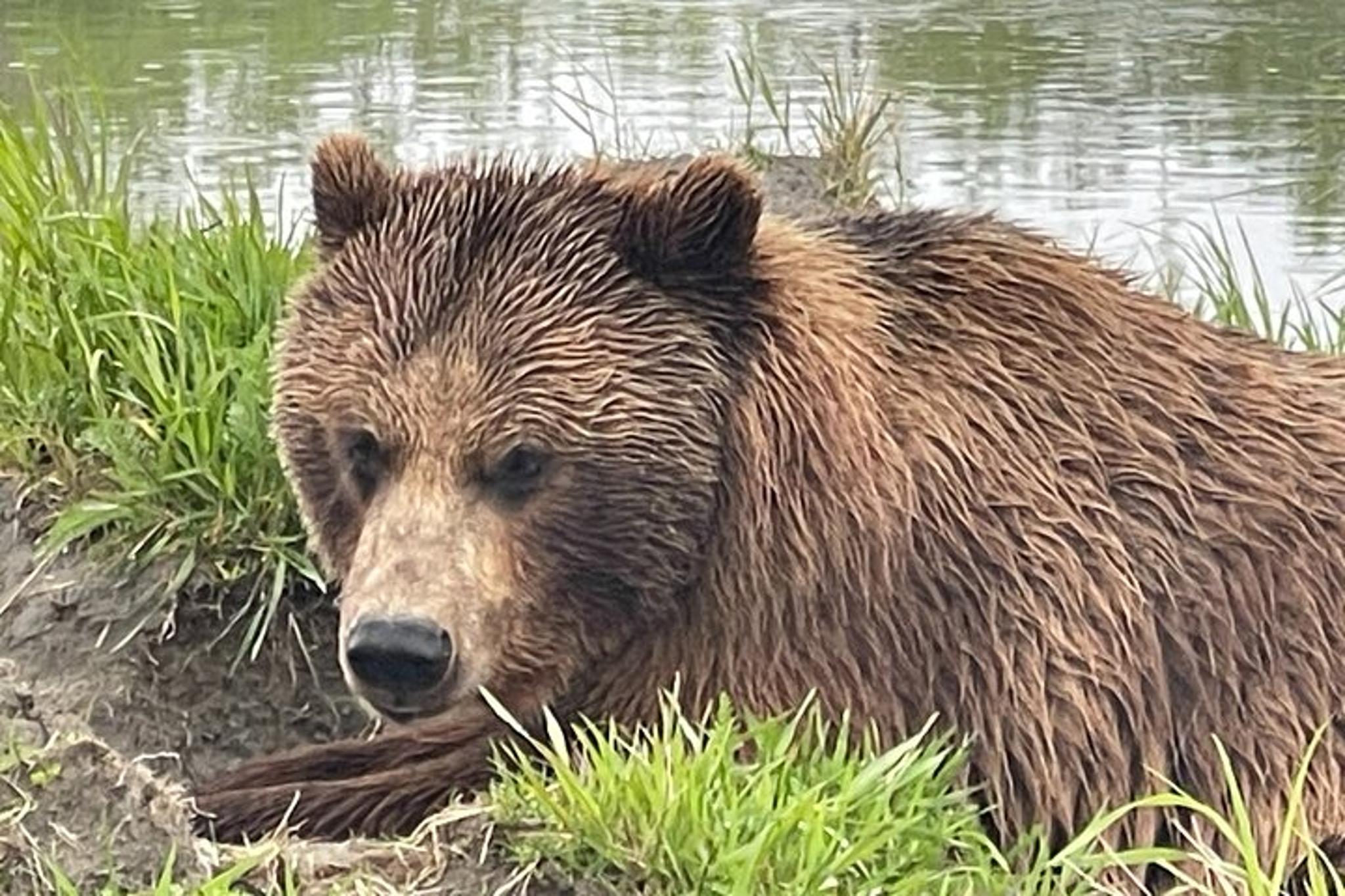 Anchorage Glacier and Wildlife Tour - Image 2