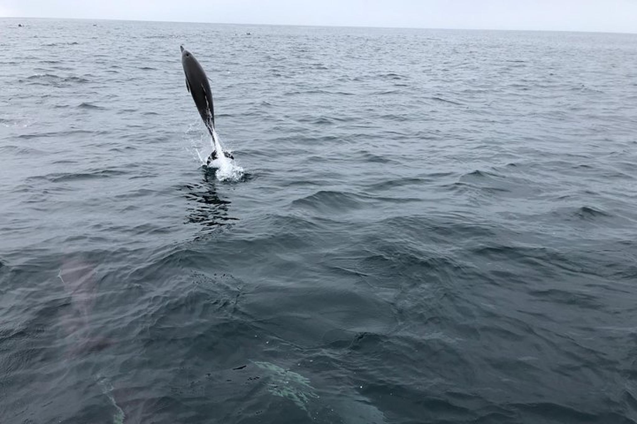 Dana Point Whale and Dolphin Watching Tour - Image 5