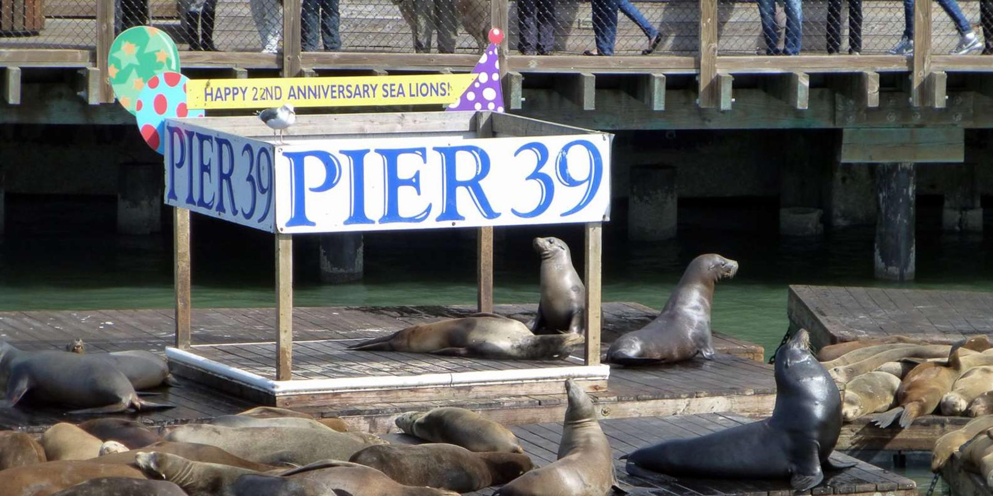 San Francisco Hop-On Hop-Off Tour with Night Option - Image 4