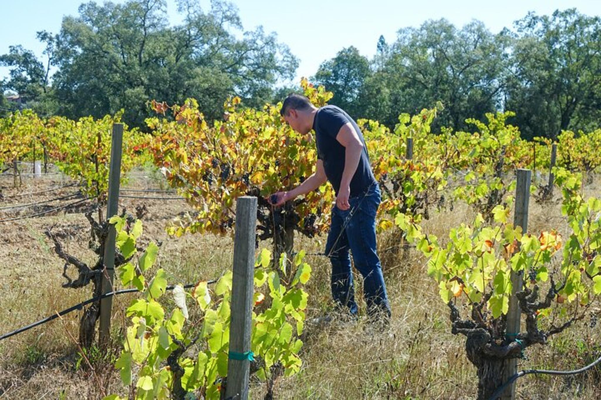 Sonoma Wine Tasting Experience - Image 2