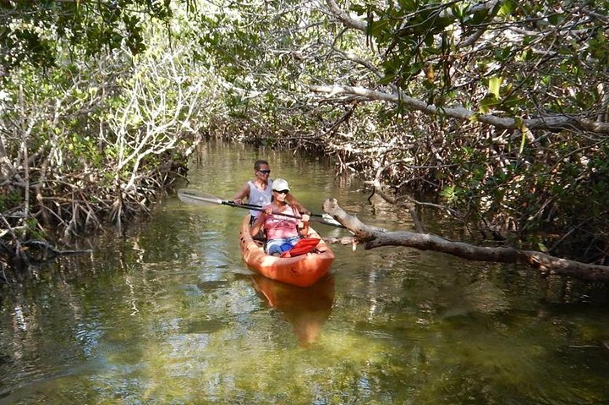 Key Largo Mangrove SUP/Kayak Rental - Image 5