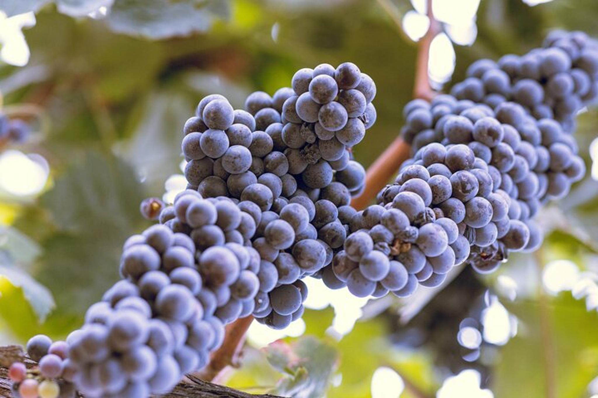 Temecula Valley Private Wine Tour - Image 3