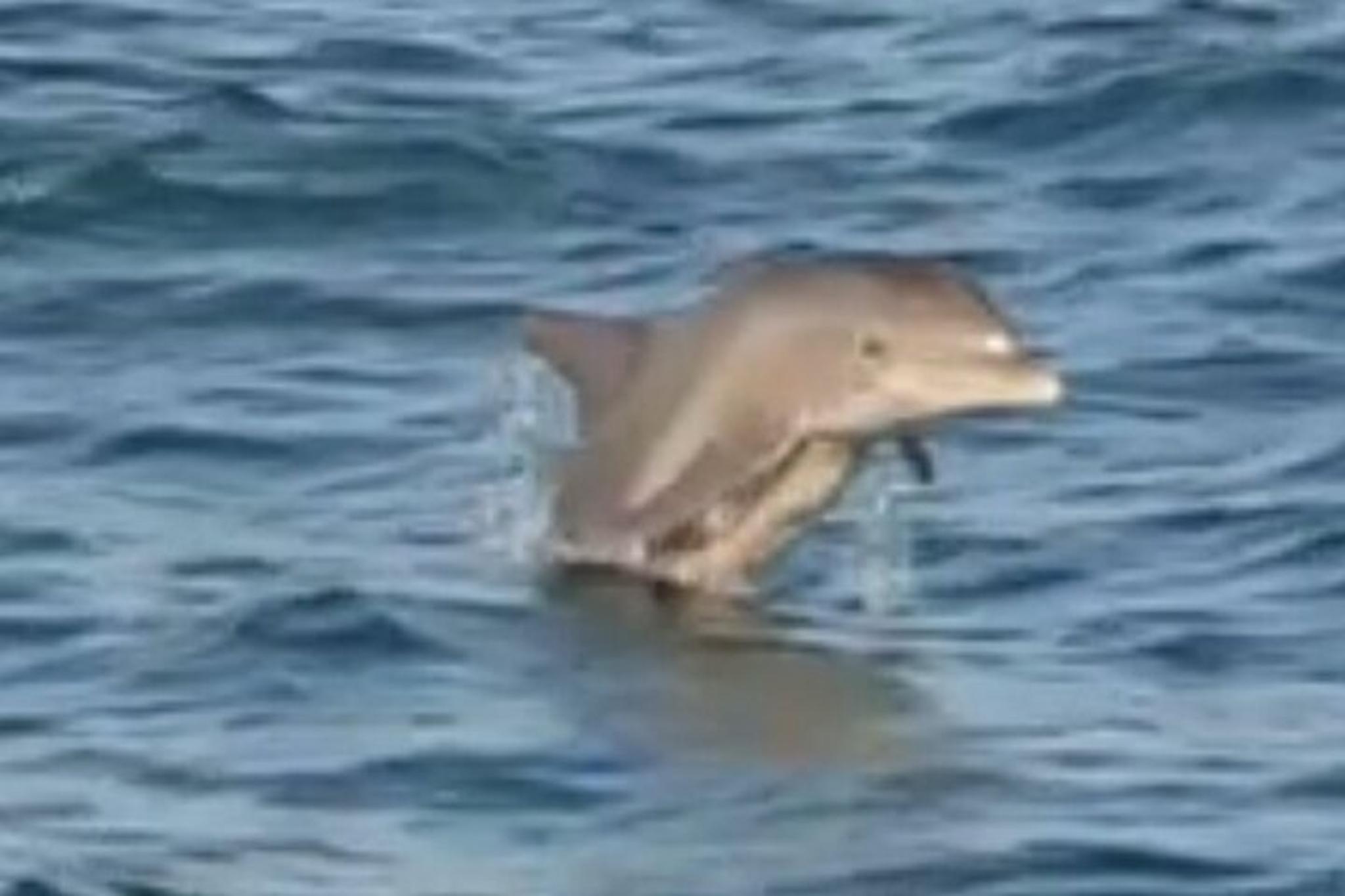 Orange Beach Dolphin Tour at Sunset 90 min - Image 6