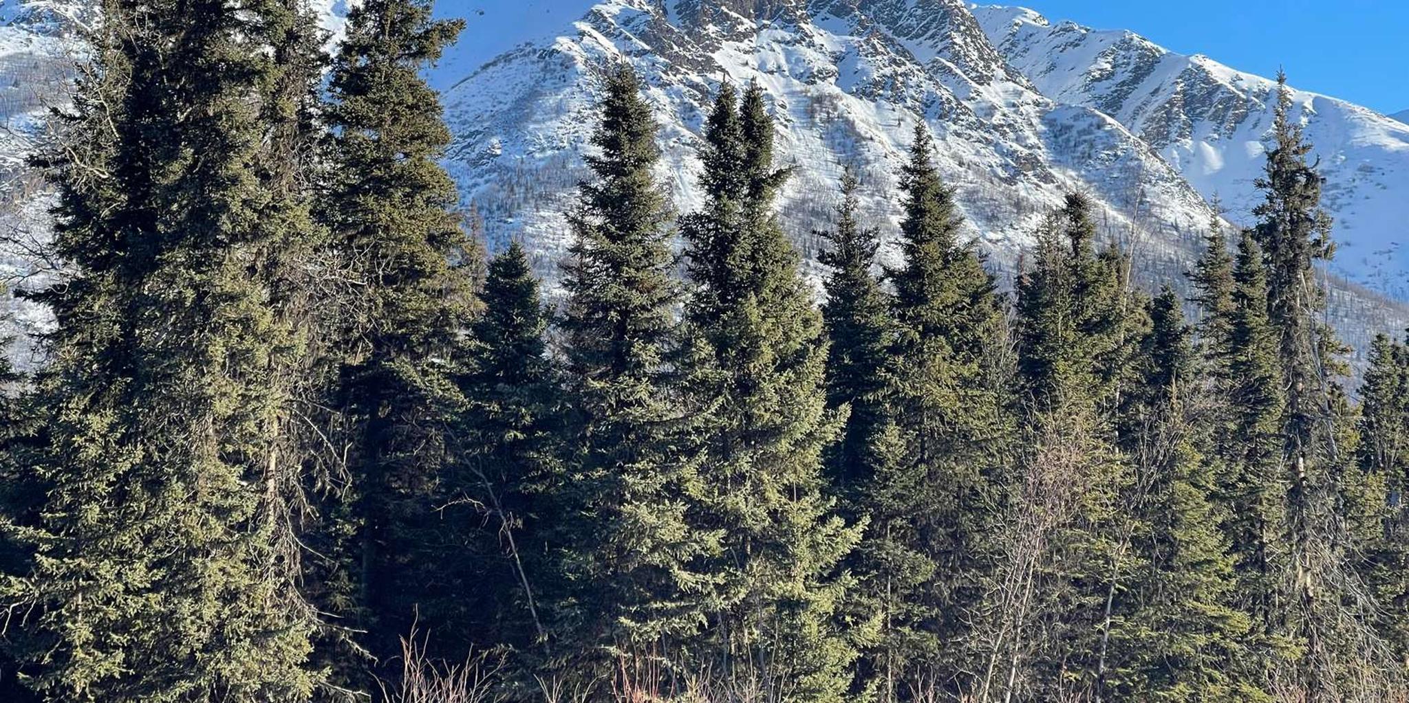 Anchorage Chugach State Park Winter Walking Tour - Image 3
