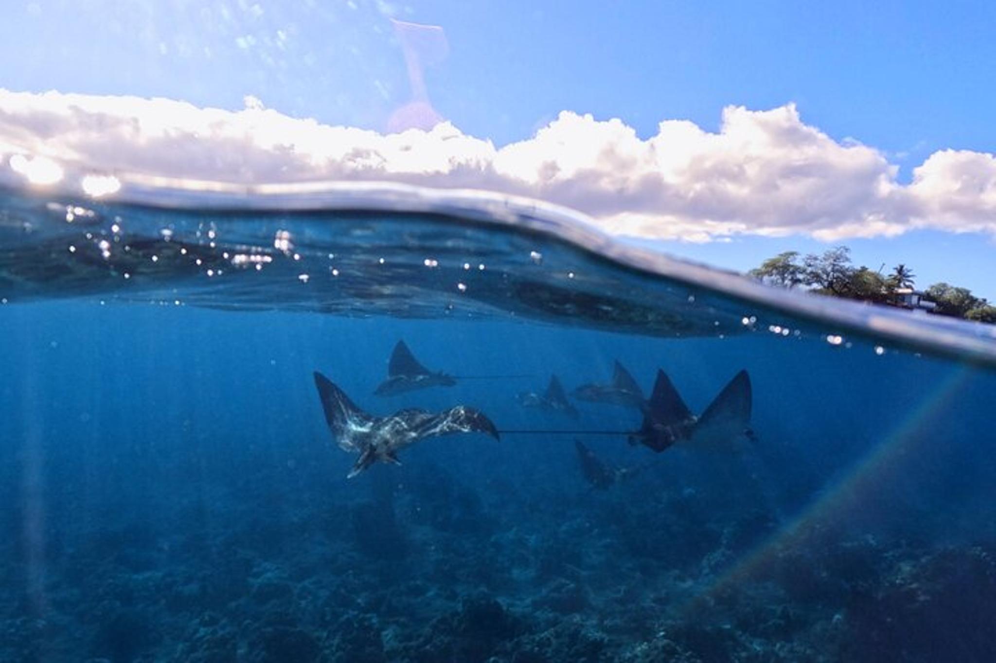 Maui Tandem Clear Kayak Rental 2 hr - Image 4