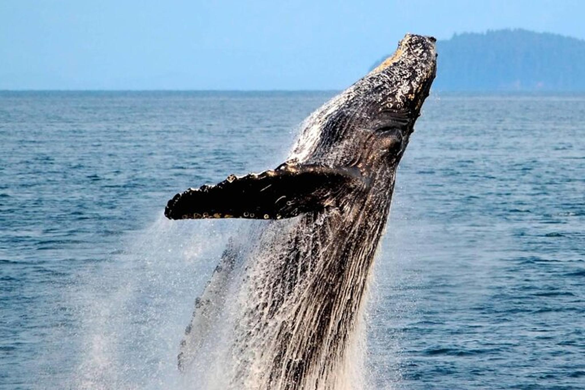 Icy Strait Whale & Wildlife Tour - Image 4