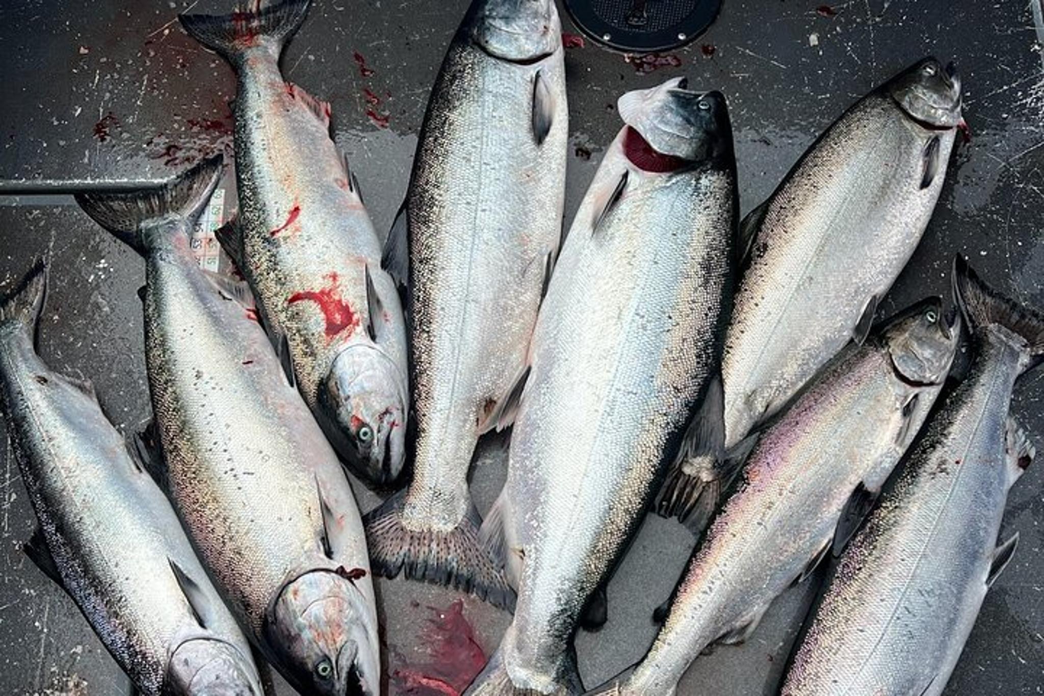 Sitka Fishing Charter for Cruise Ship Guests - Image 6