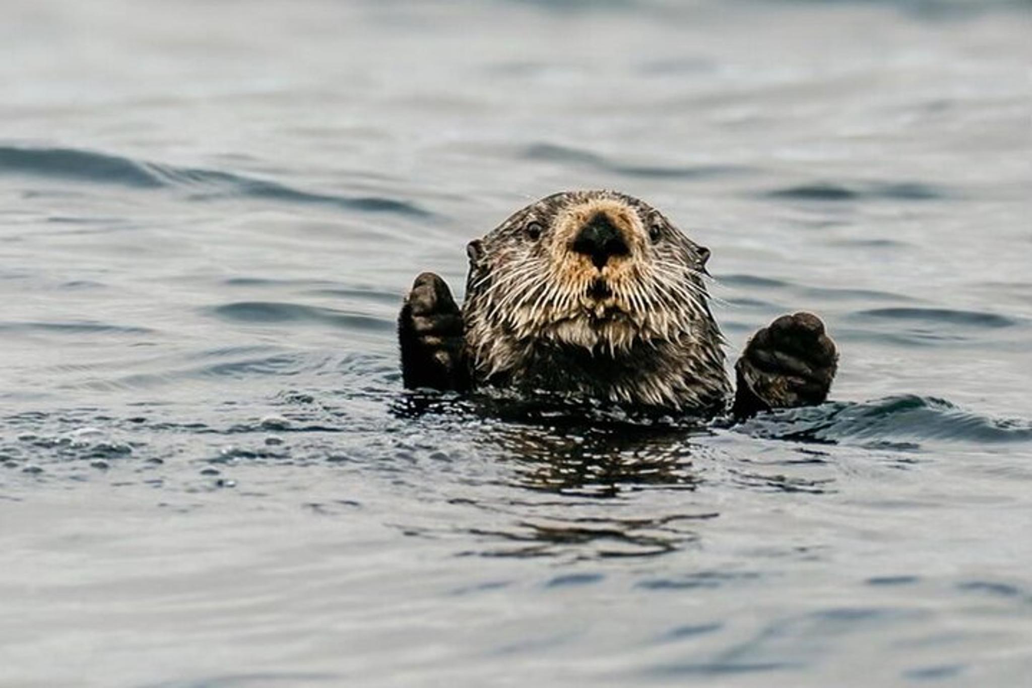 Sitka Marine Wildlife Tour 2 hr - Image 3