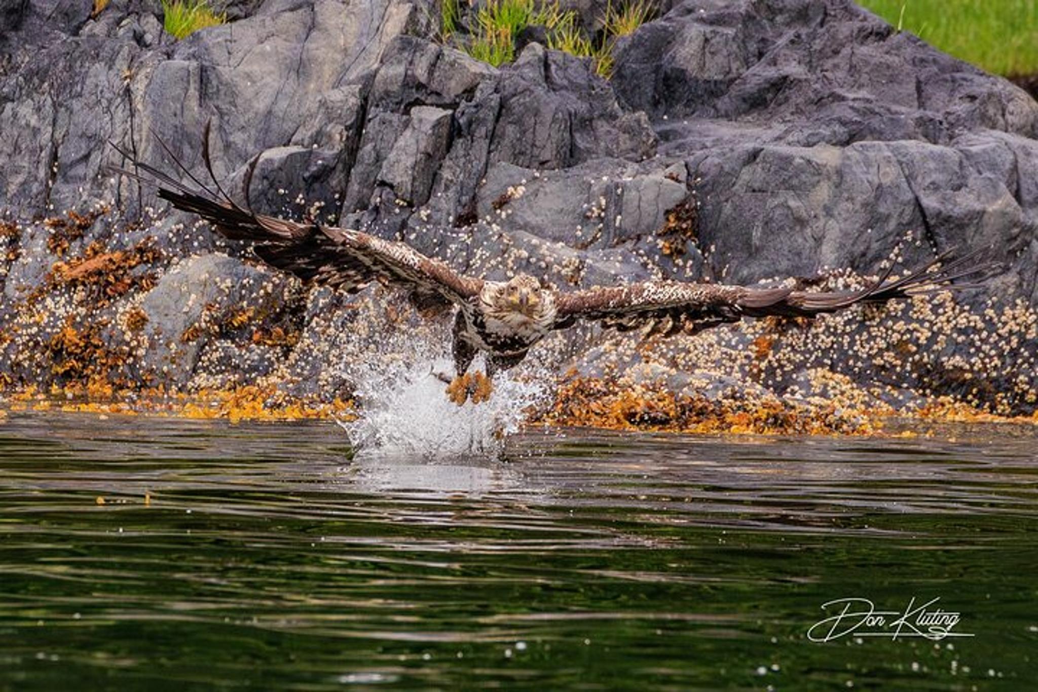 Sitka Raptor Encounter and Dome Experience 45 min - Image 4