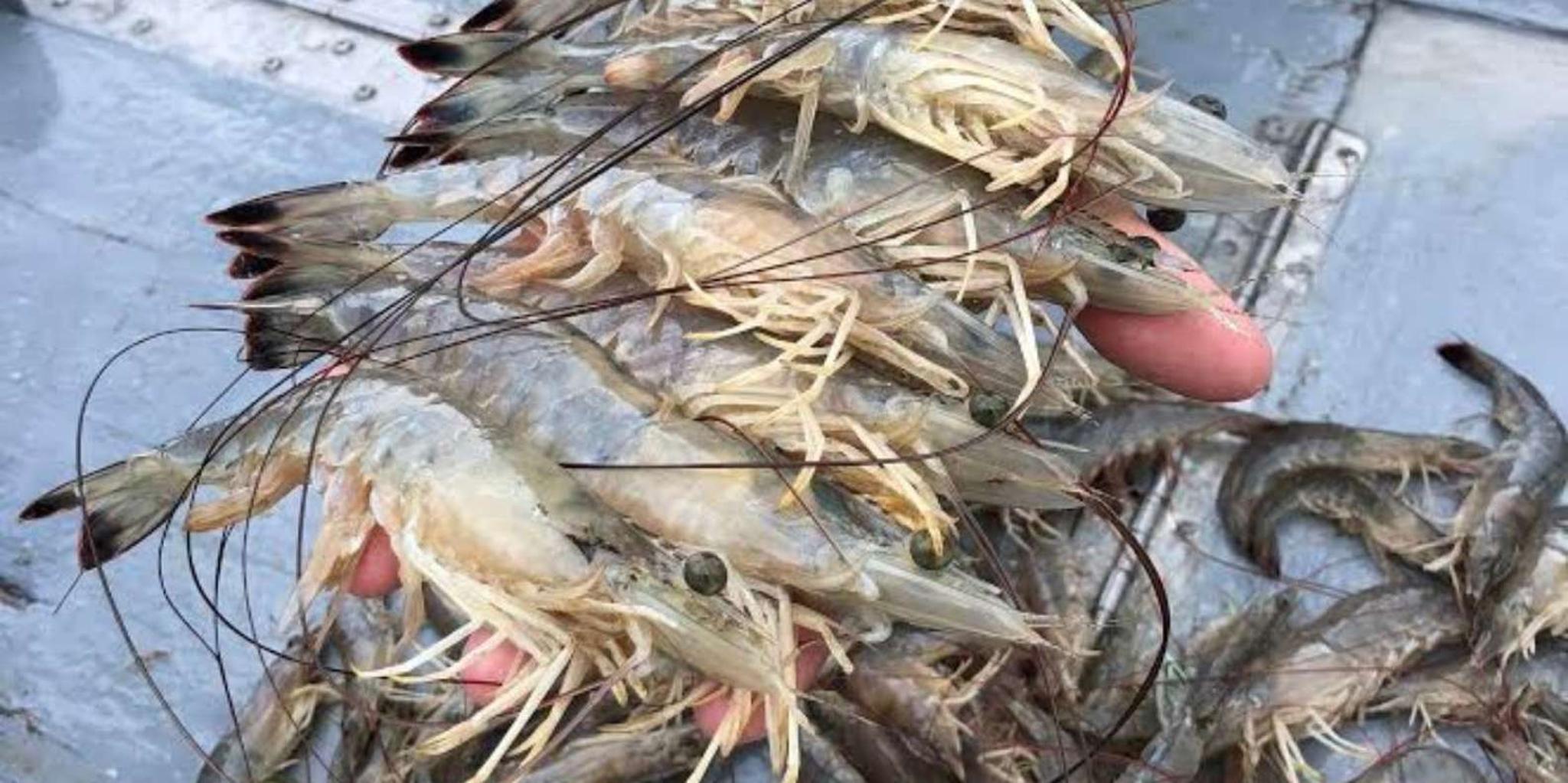 Hilton Head Shrimp Trawling Boat Tour - Image 6
