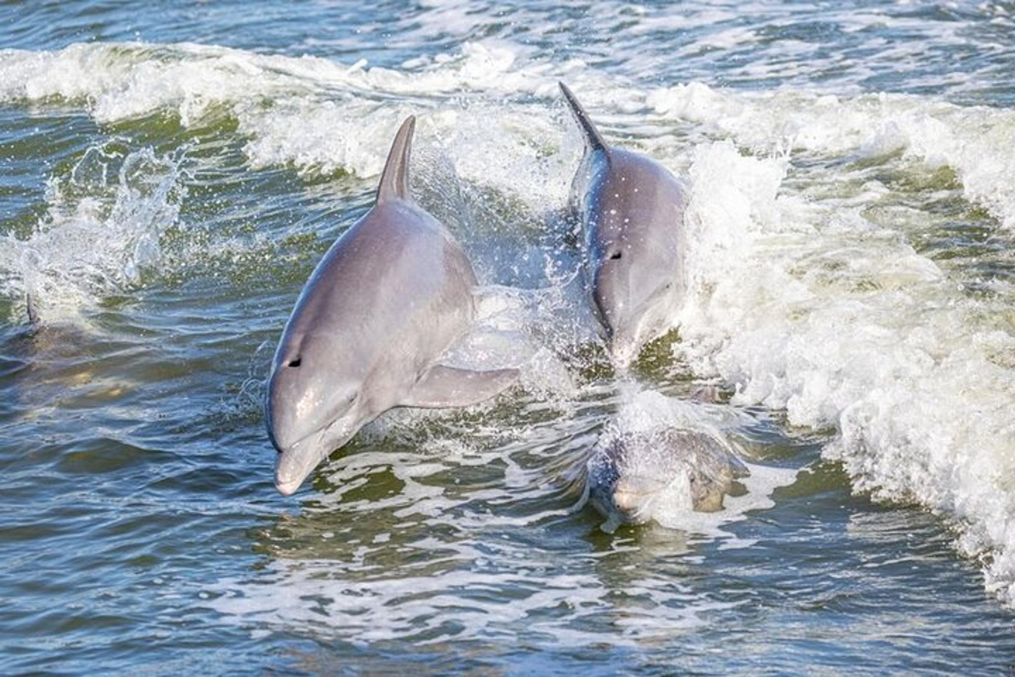 St. Andrews State Park Dolphin Cruise at Sunset - Image 2