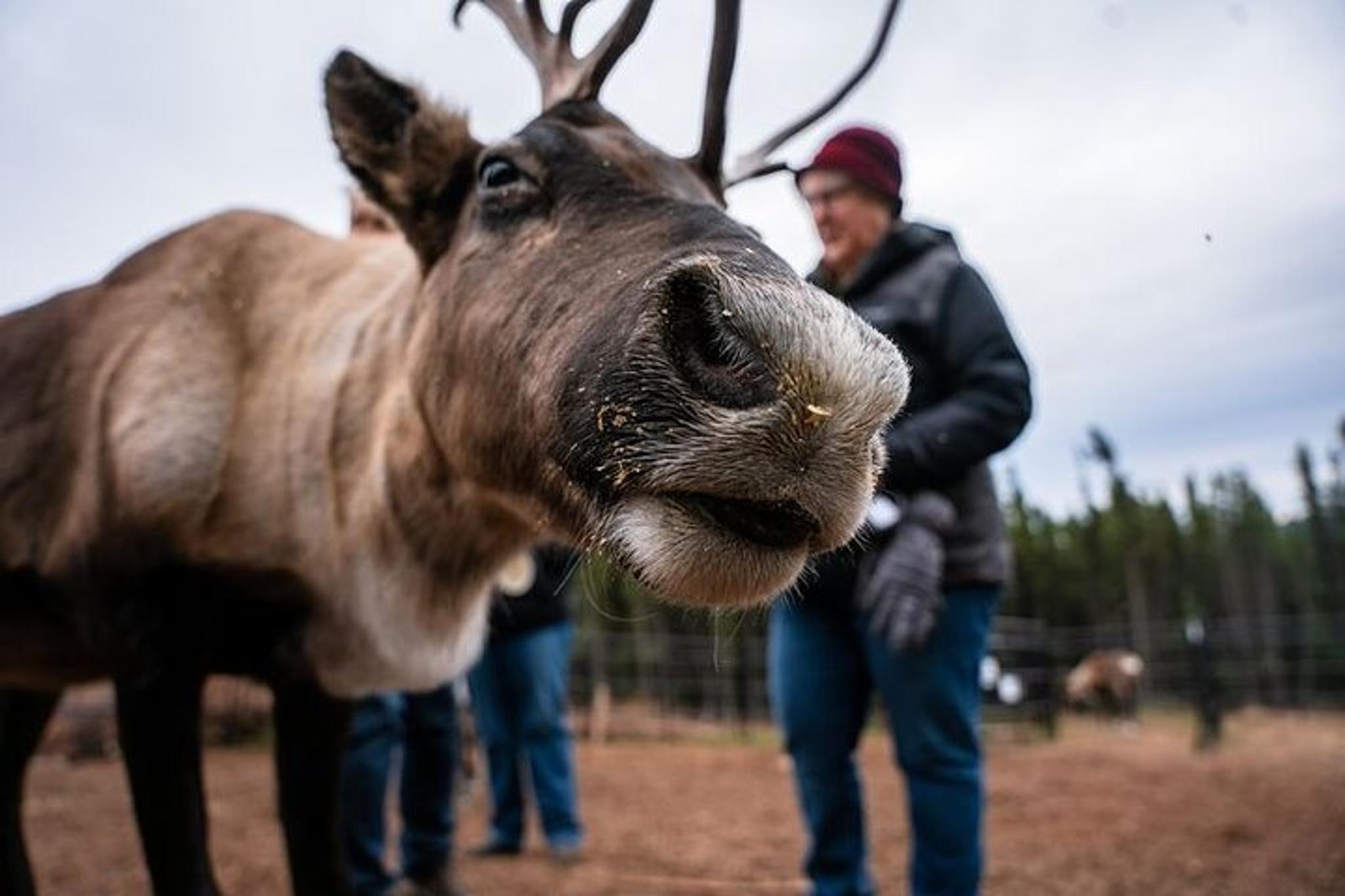 Fairbanks Reindeer Meet and Greet 30 Min - Image 1