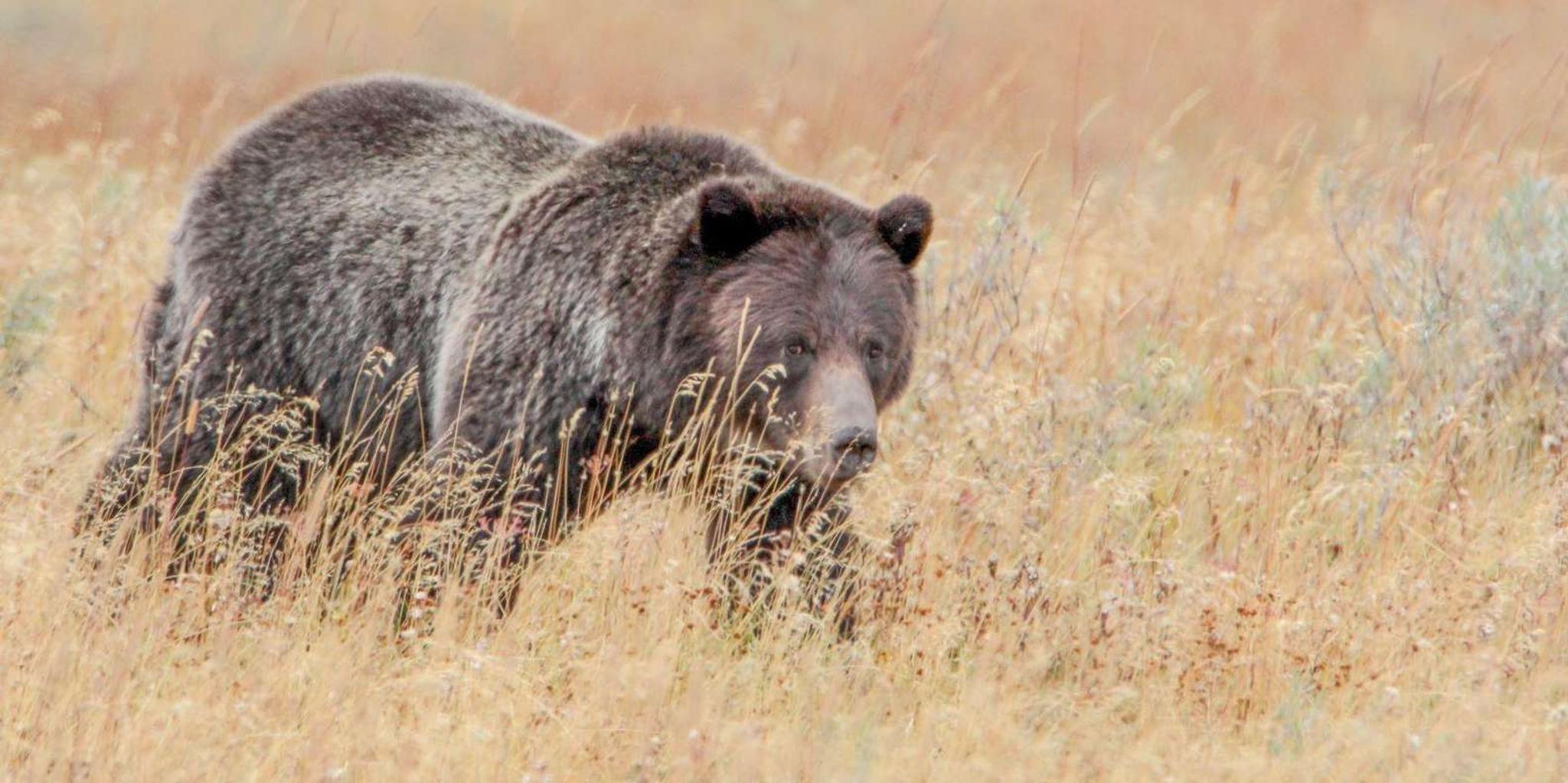Cody Yellowstone National Park Full-Day Tour - Image 6