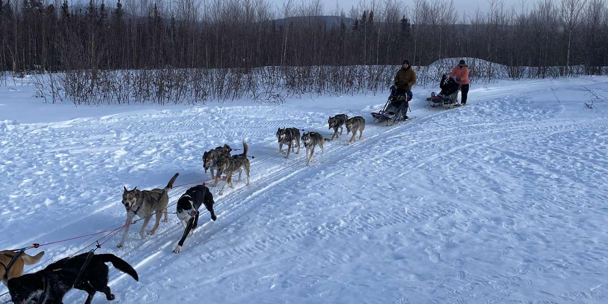 Fairbanks Dog Sledding Adventure - Image 4