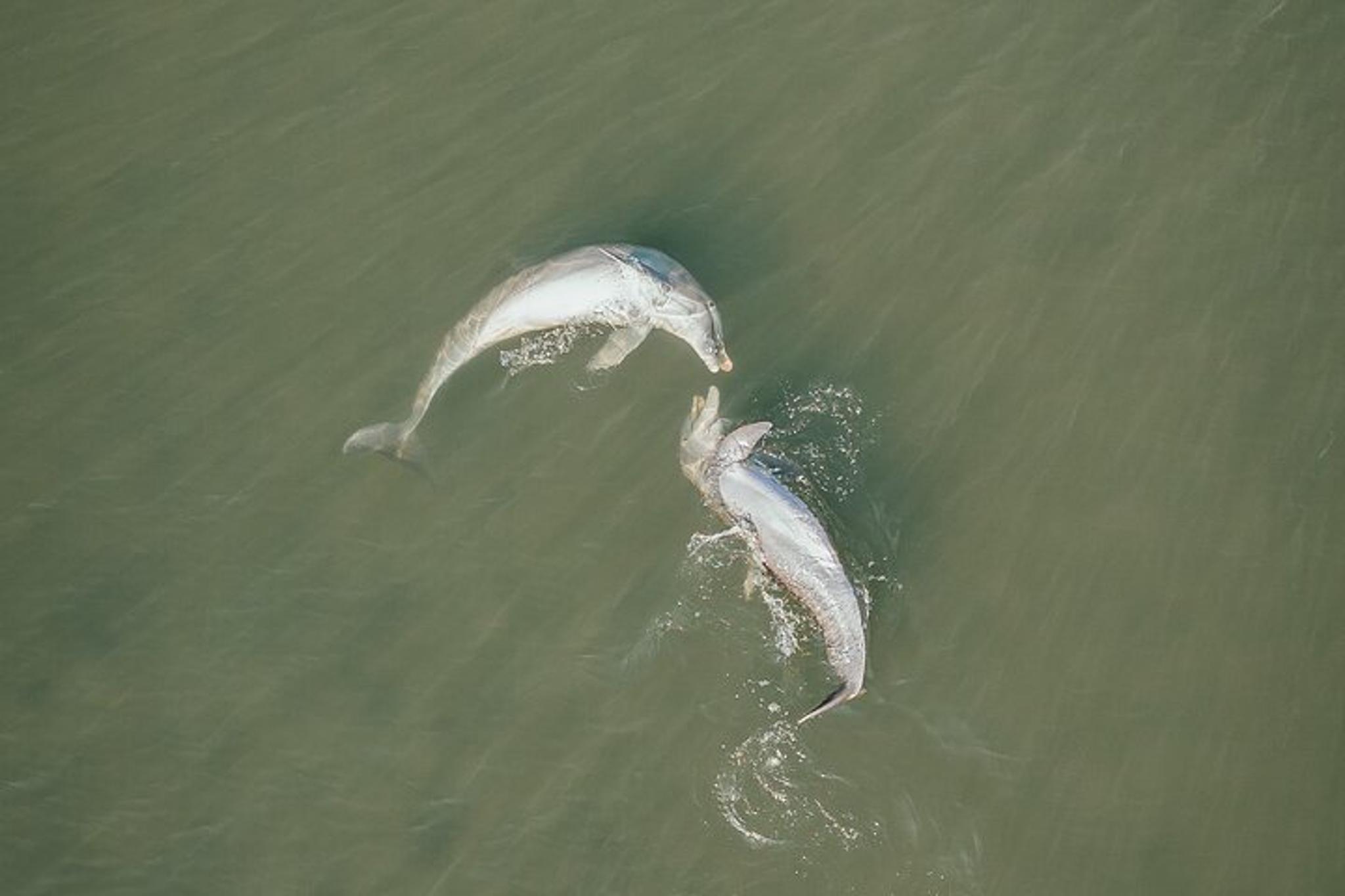 Cocoa Beach Bio Comb Jelly Sunset Kayak Tour - Image 2