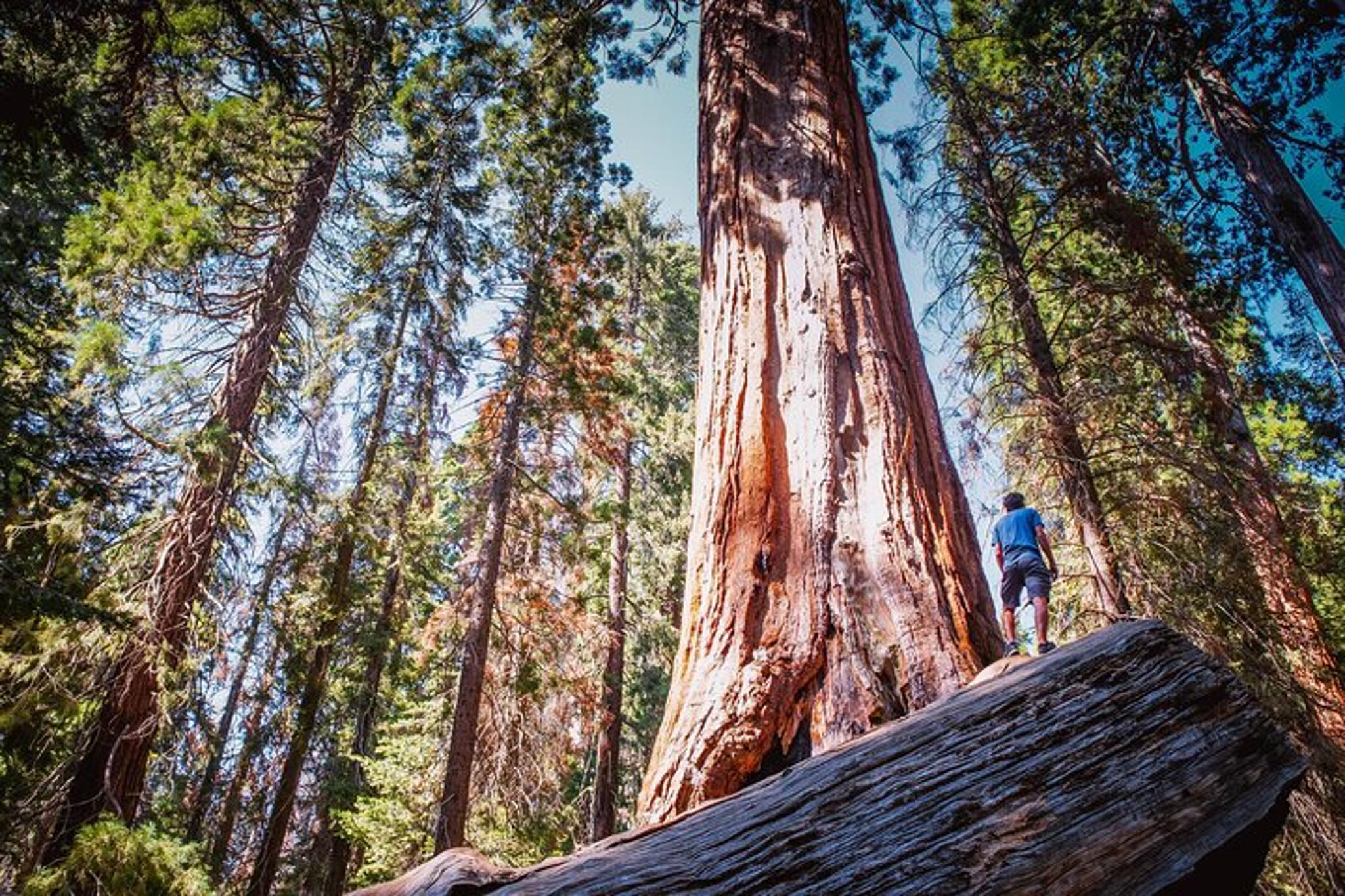Sequoia & Kings Canyon Private Tour & Hike 2 Days