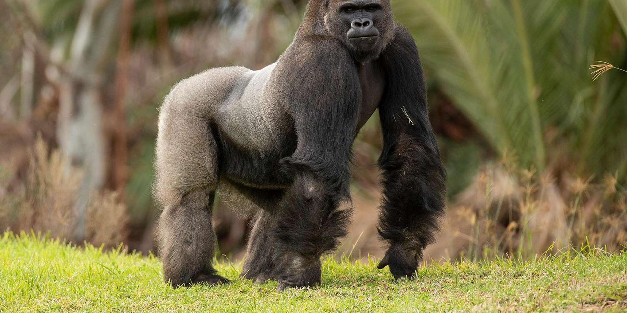 San Diego Zoo and Safari Park 2-Day Pass - Image 5