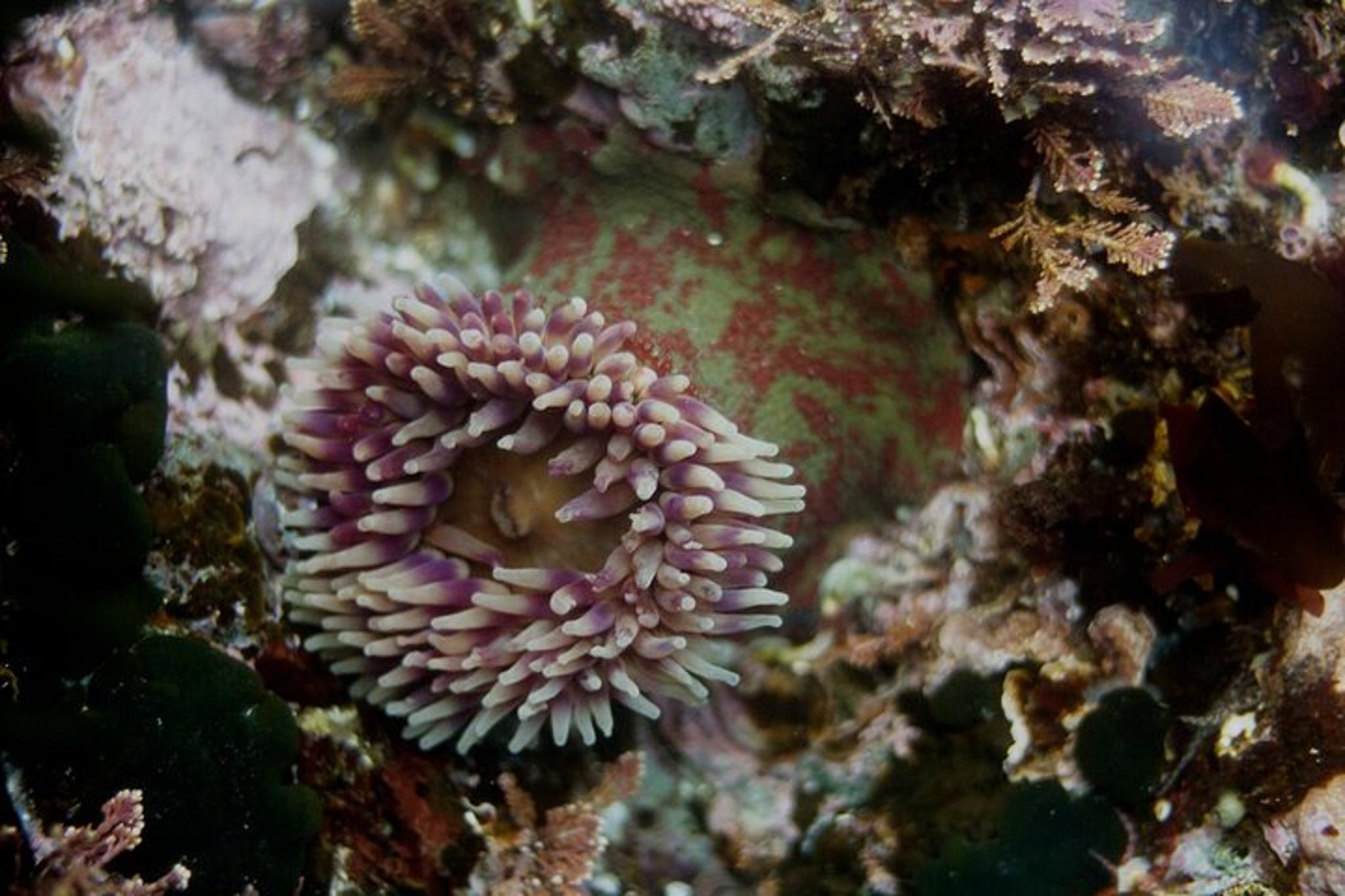 Sitka Snorkel Tour at Magic Island - Image 1