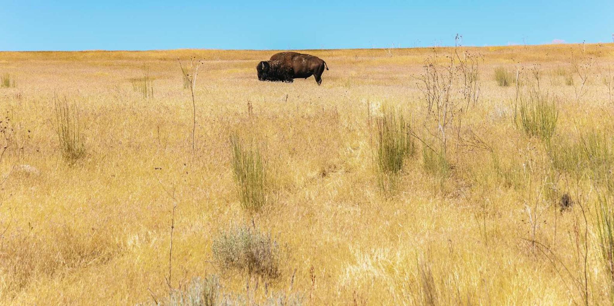 Salt Lake City Great Salt Lake Antelope Island Tour - Image 3