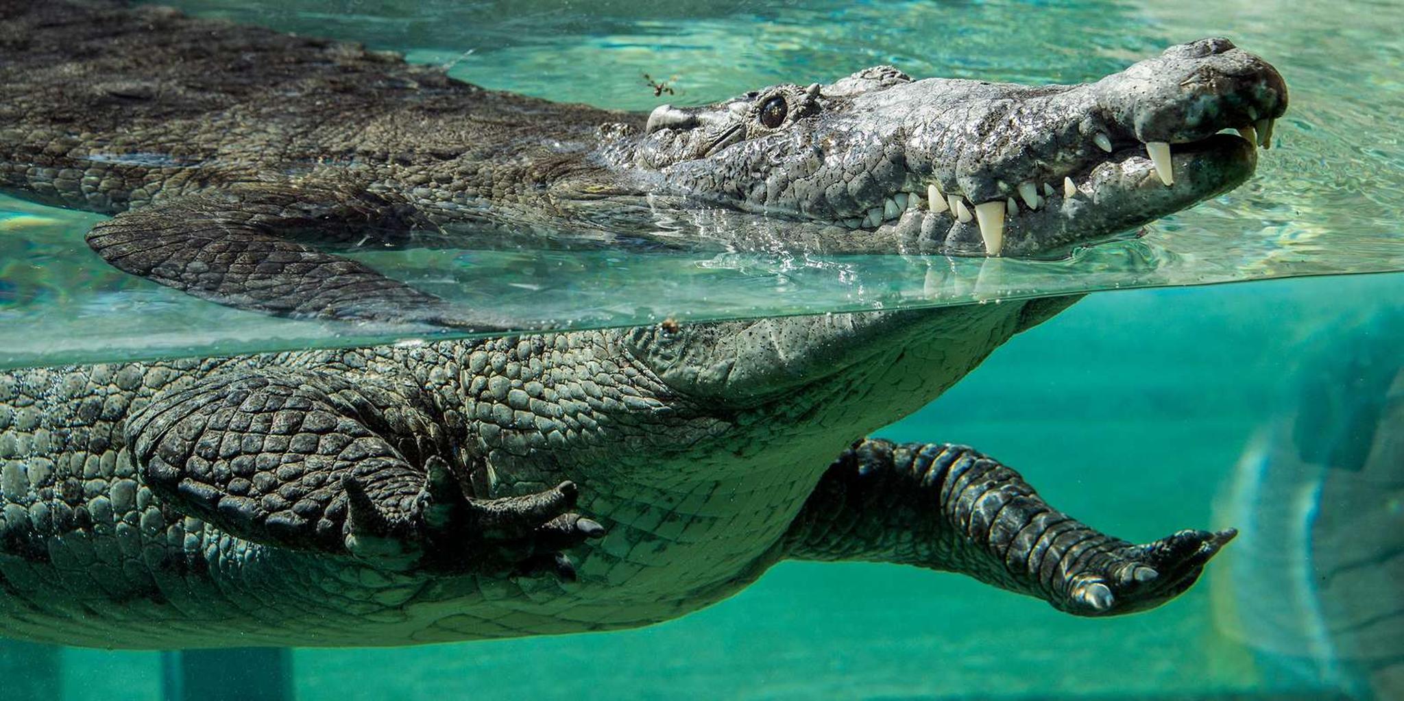 Miami Zoo Admission - Image 4