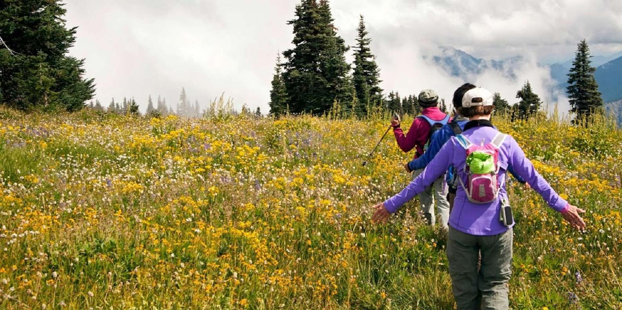 Seattle Olympic National Park Small-Group Day Tour - Image 4