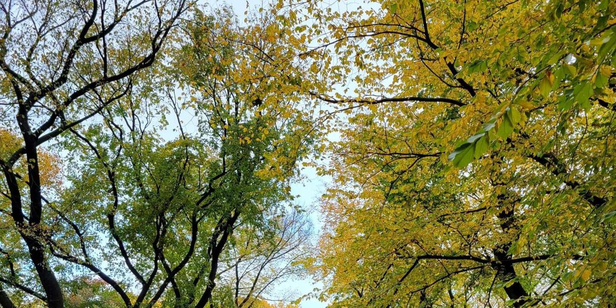 New York Central Park Pedicab Tour - Image 5